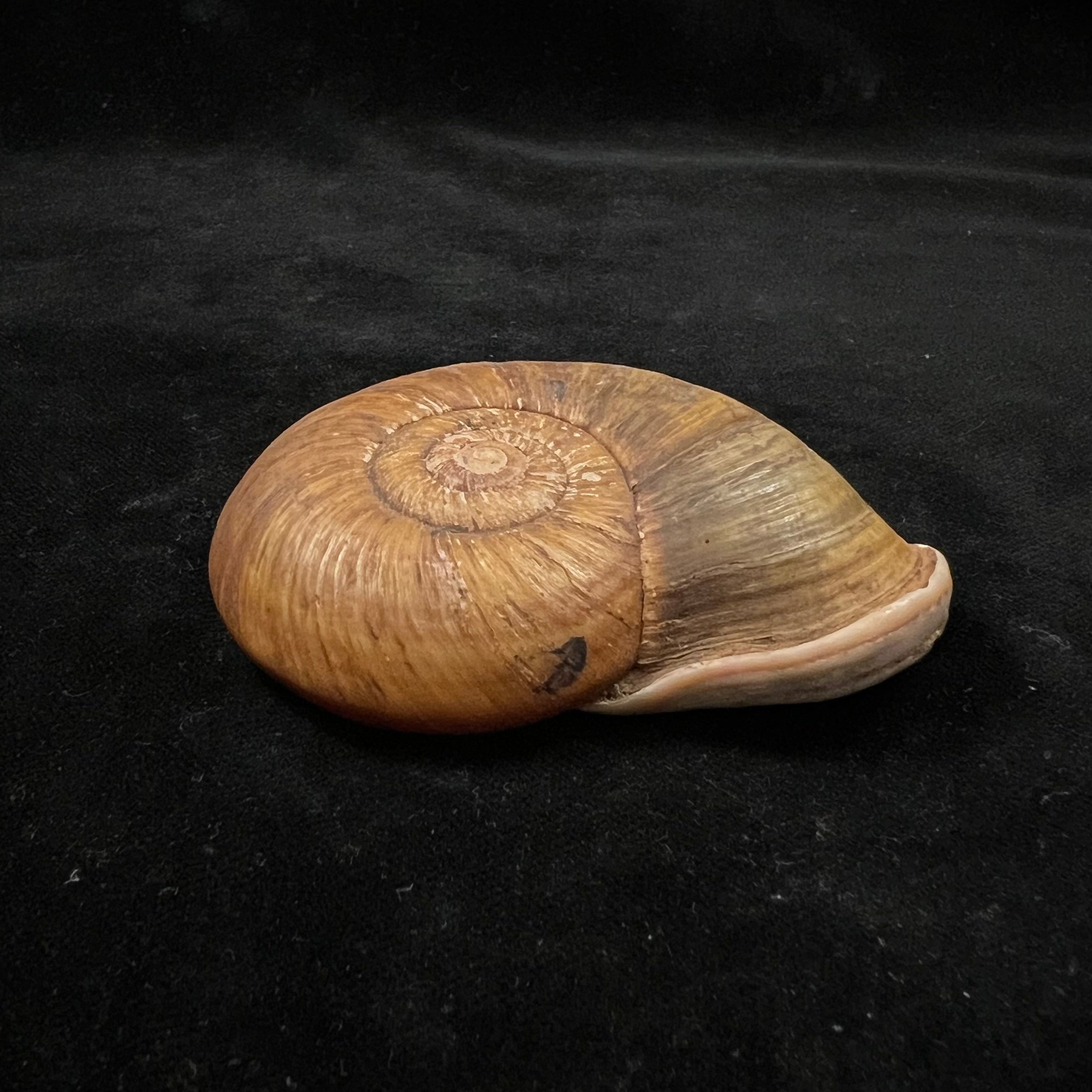 Pedinogyra hayii（JE 灰色，1833） - 72 毫米