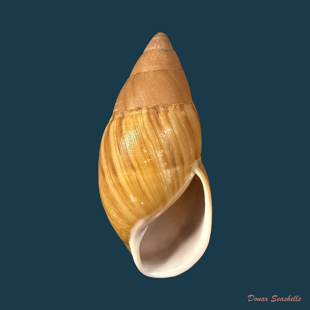 Thaumastus largillierti (R. A. Philippi, 1845) - 61mm