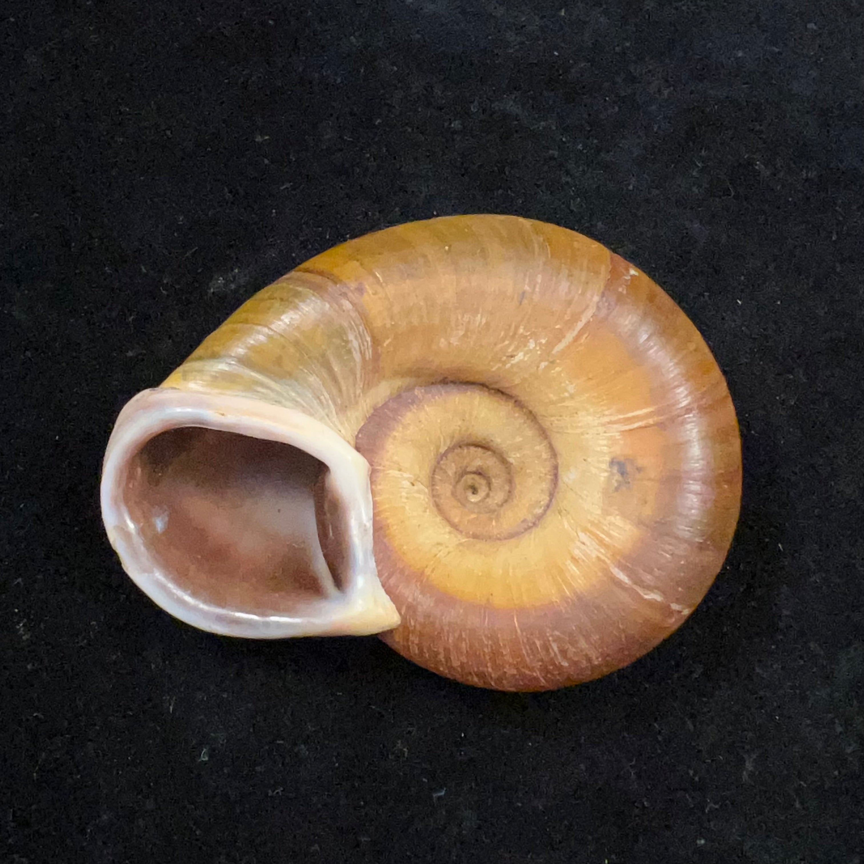 Pedinogyra hayii（JE 灰色，1833） - 72 毫米