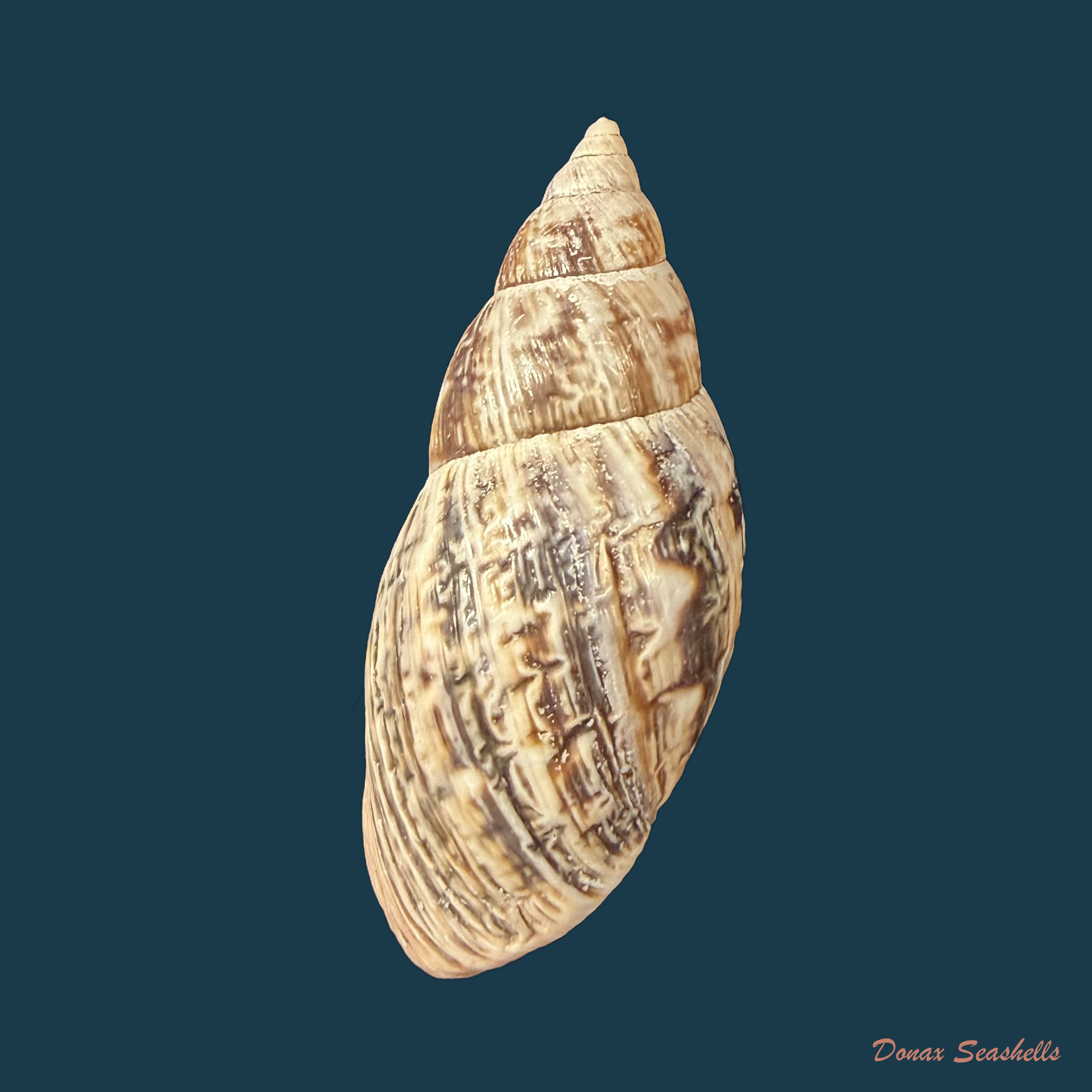Drymaeus pulcherrimus (H. Adams, 1867) - 33,4mm