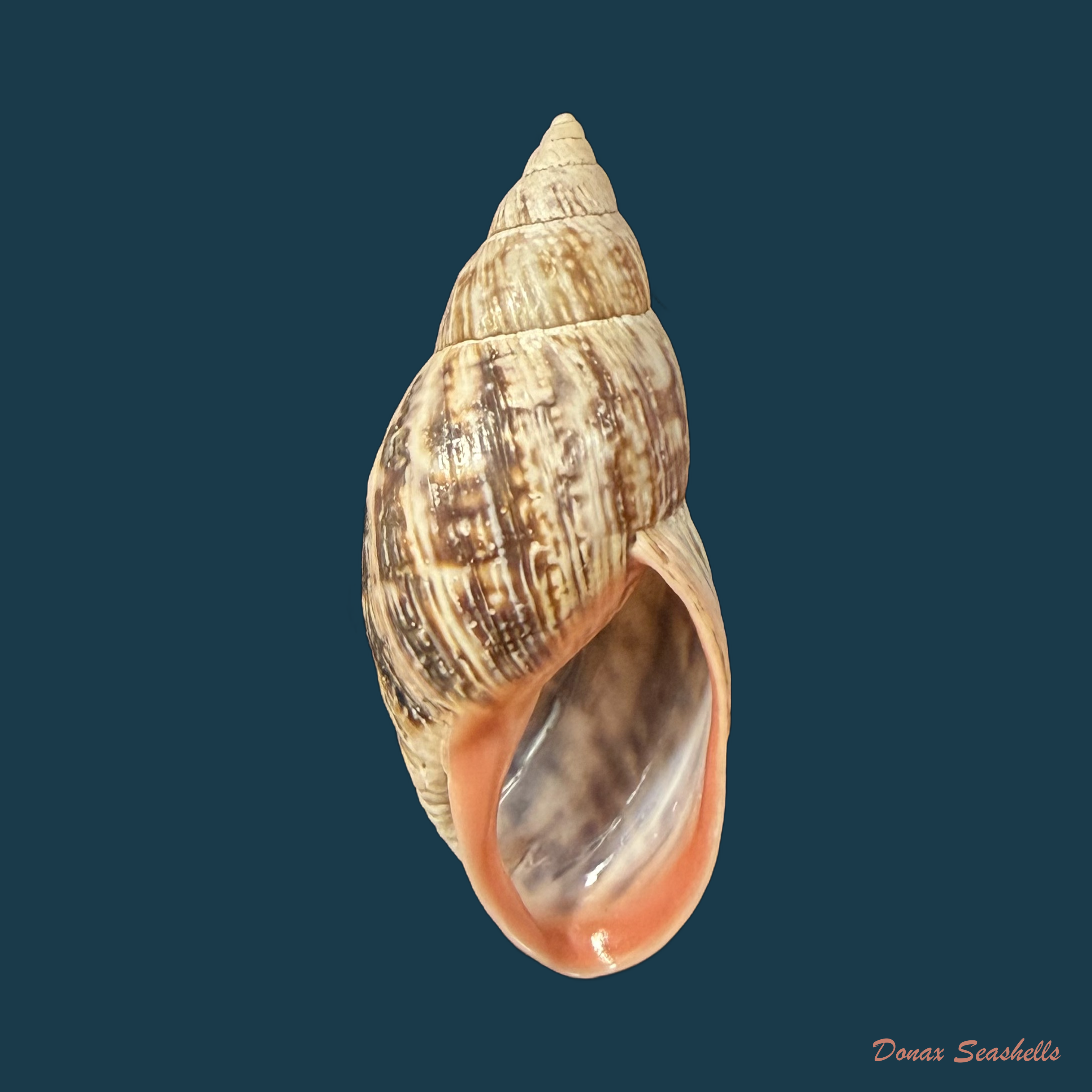 Drymaeus pulcherrimus (H. Adams, 1867) - 33,4mm