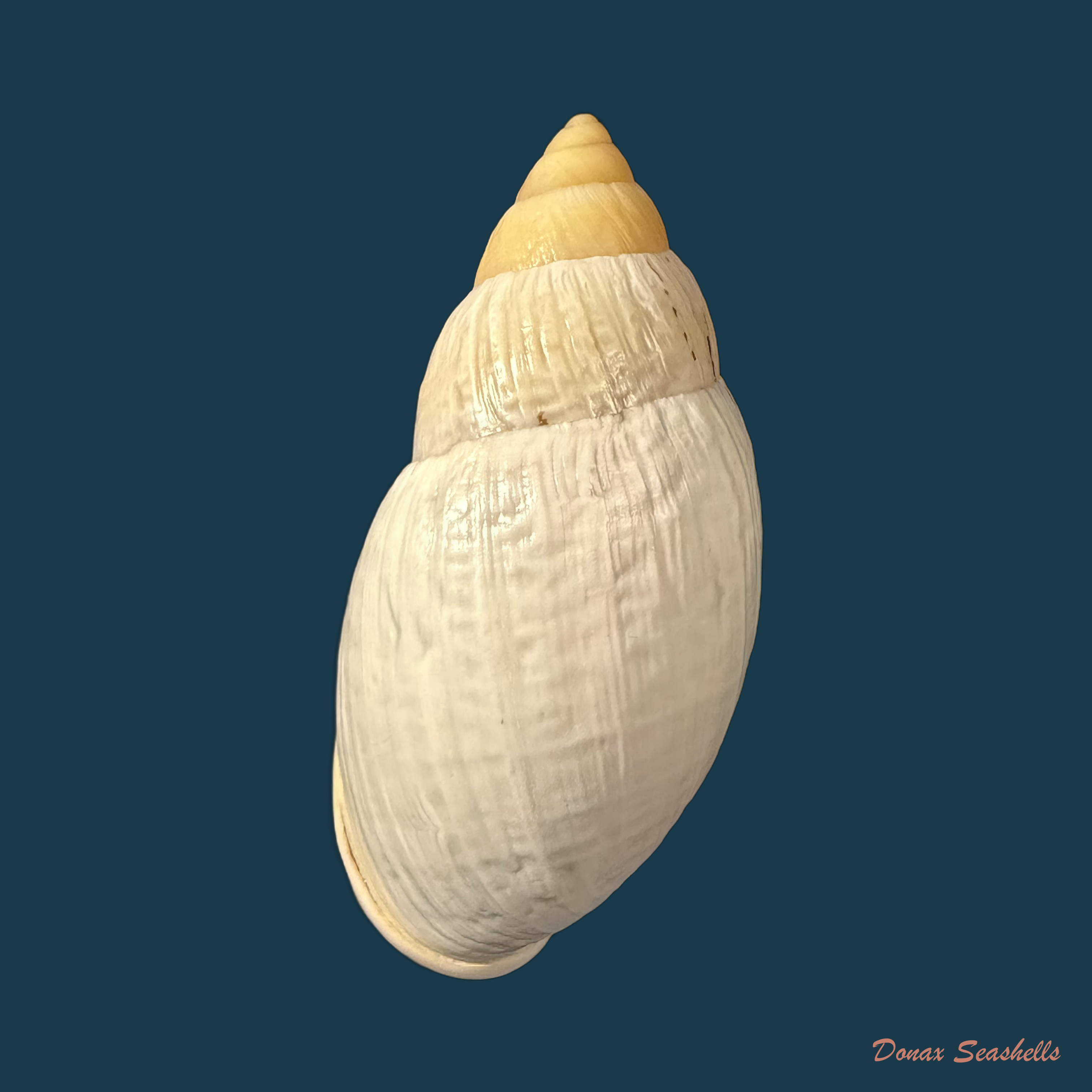 Placostylus bovinus Bruguière,1784 - 60,3mm