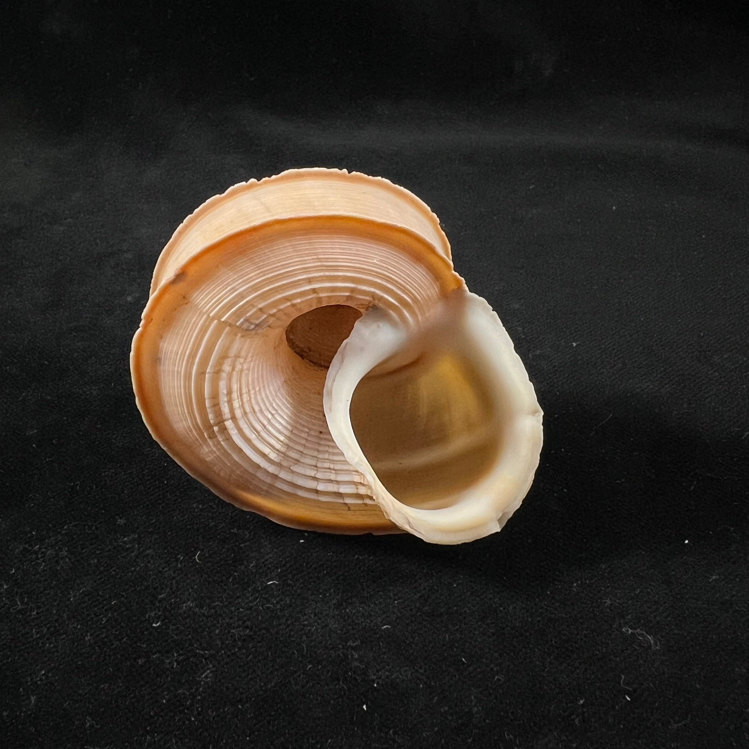 Tropidophora cuvieriana (Petit de la Saussaye, 1841) - 60mm