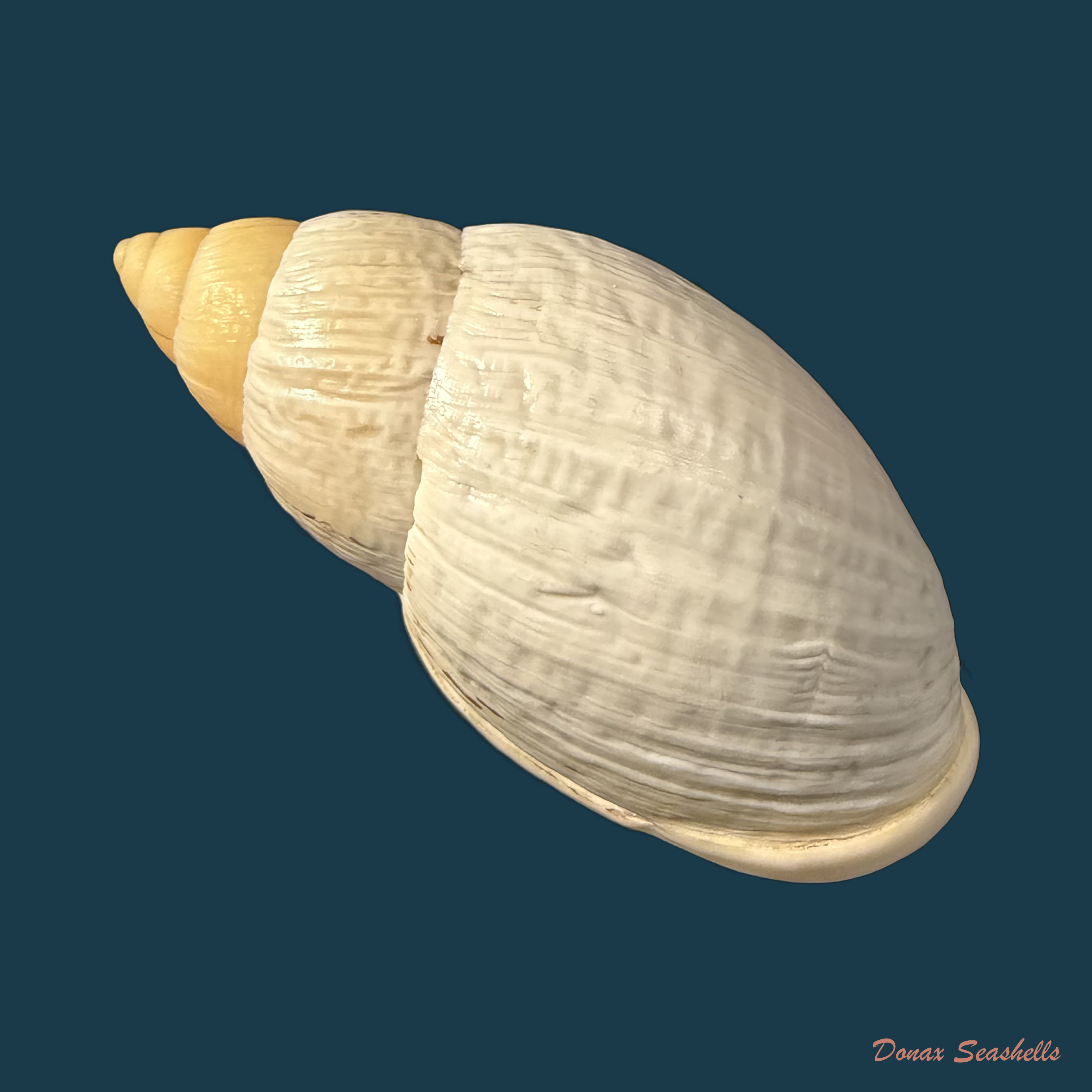 Placostylus bovinus Bruguière,1784 - 60,3mm