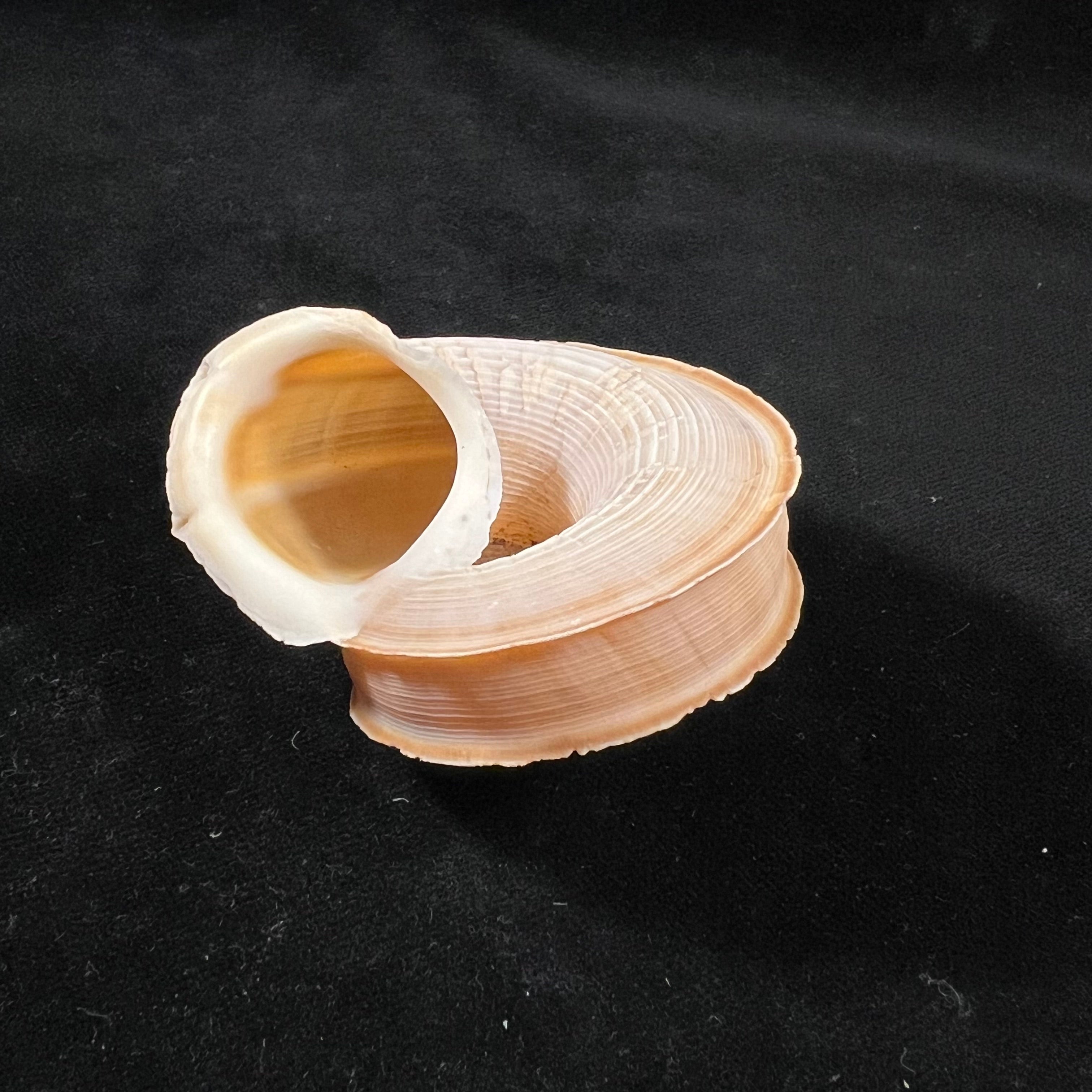 Tropidophora cuvieriana (Petit de la Saussaye, 1841) - 60mm
