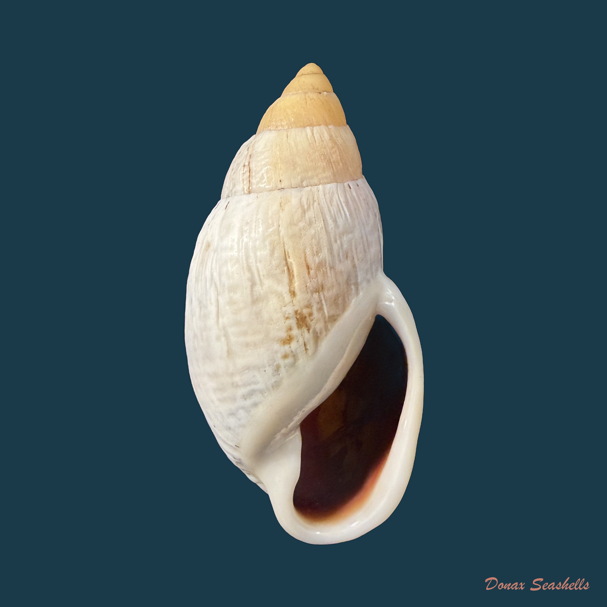 Placostylus bovinus Bruguière,1784 - 60,3mm
