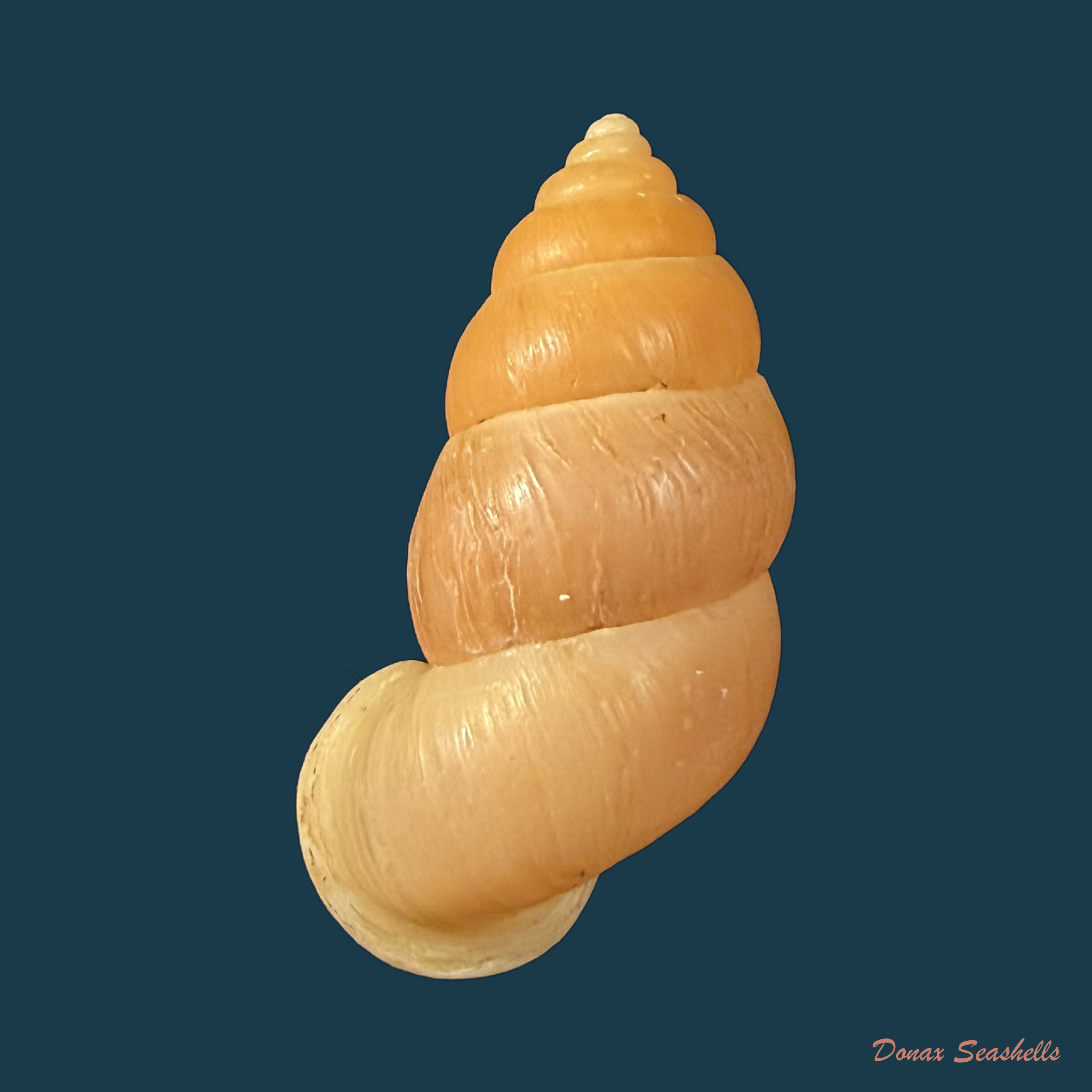 Farcimen subventricosum minaense Alcalde, 1948 - 31,4mm