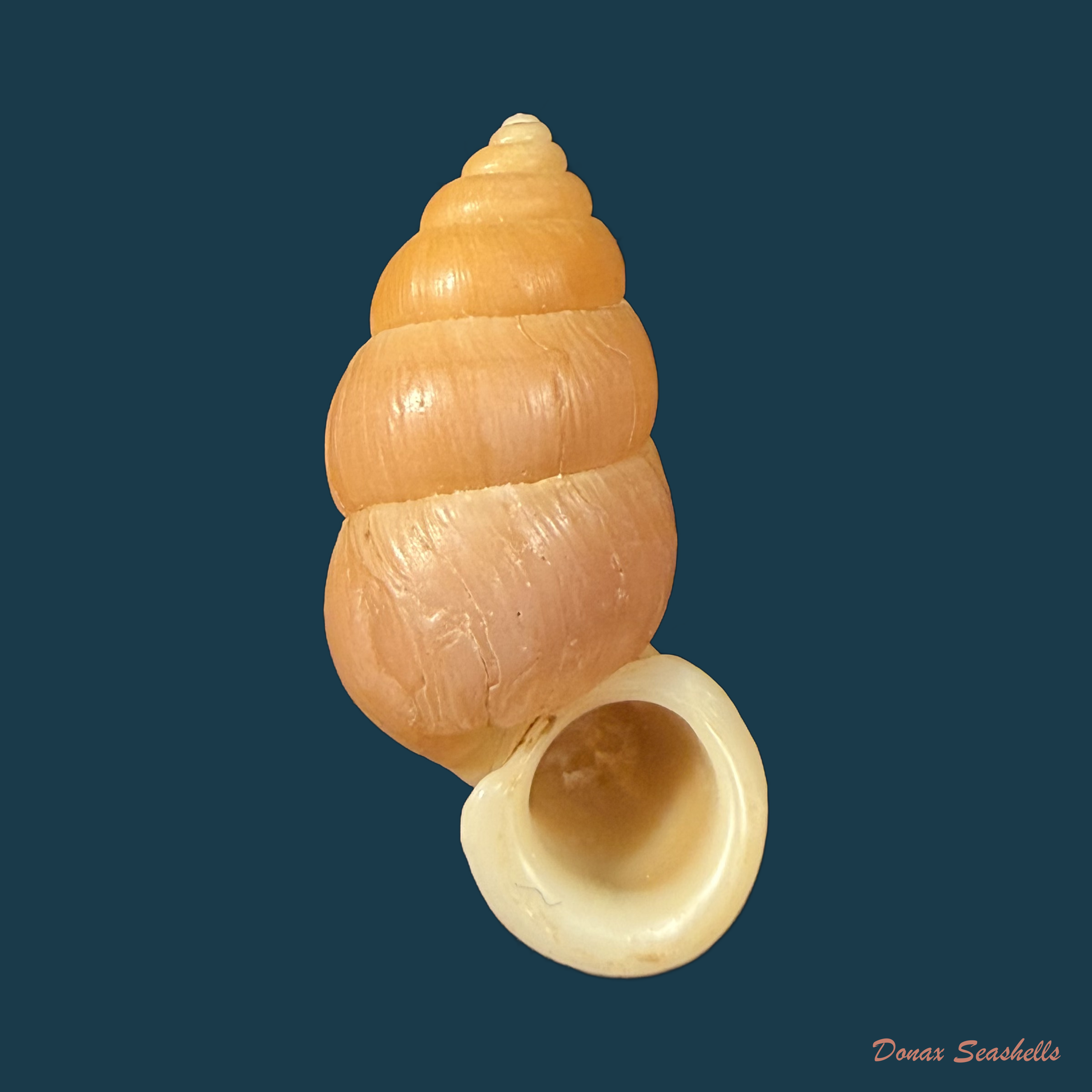 Farcimen subventricosum minaense Alcalde, 1948 - 31,4mm