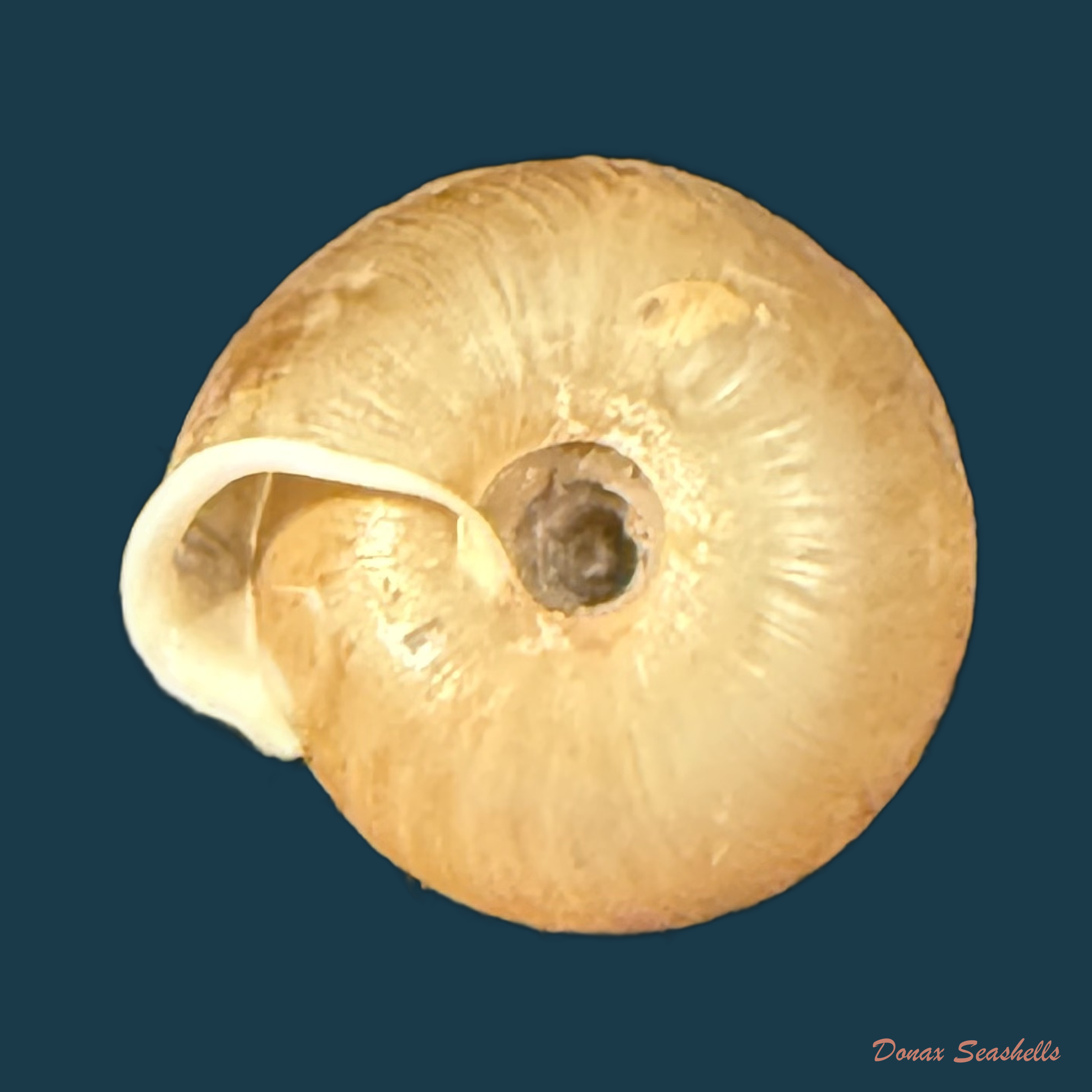 Lindholmiola lens (Ferussac, 1821) - 11,5mm