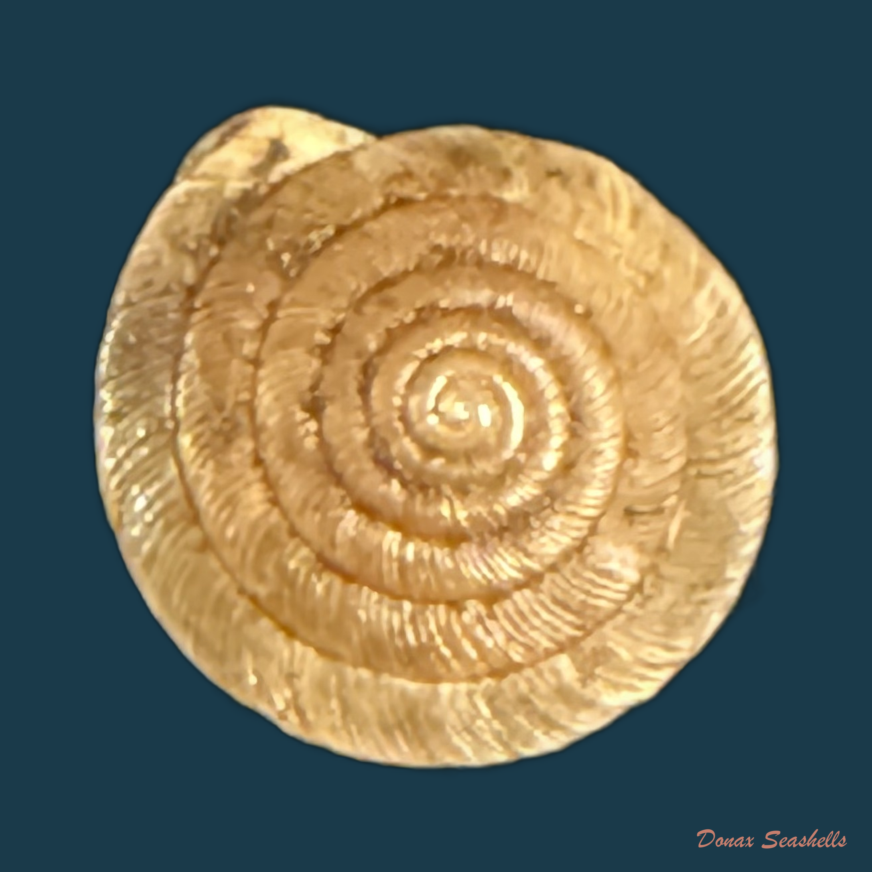 Lindholmiola lens (Ferussac, 1821) - 11,8mm