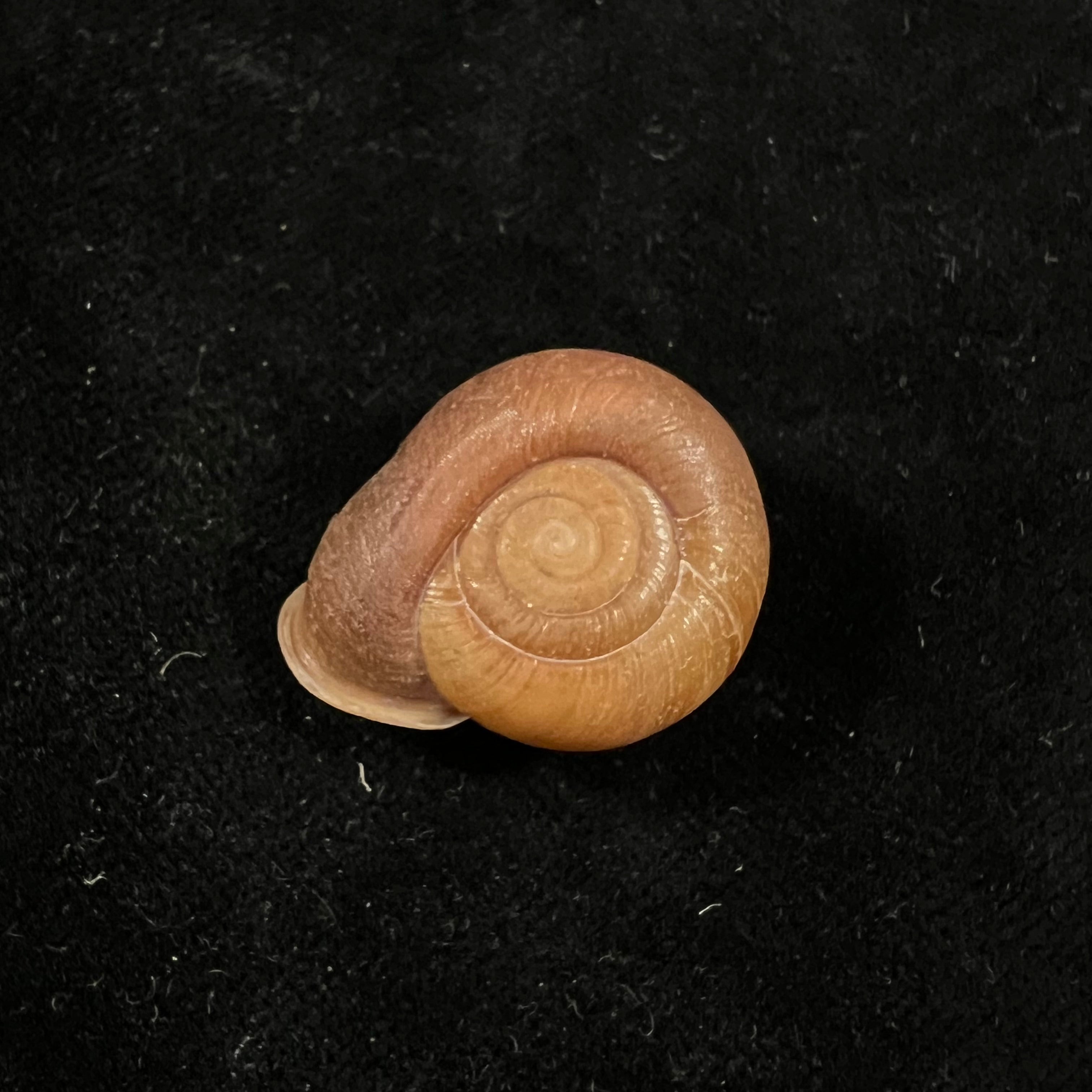 Stegodera angusticollis (E. von Martens, 1875) - 26,9mm