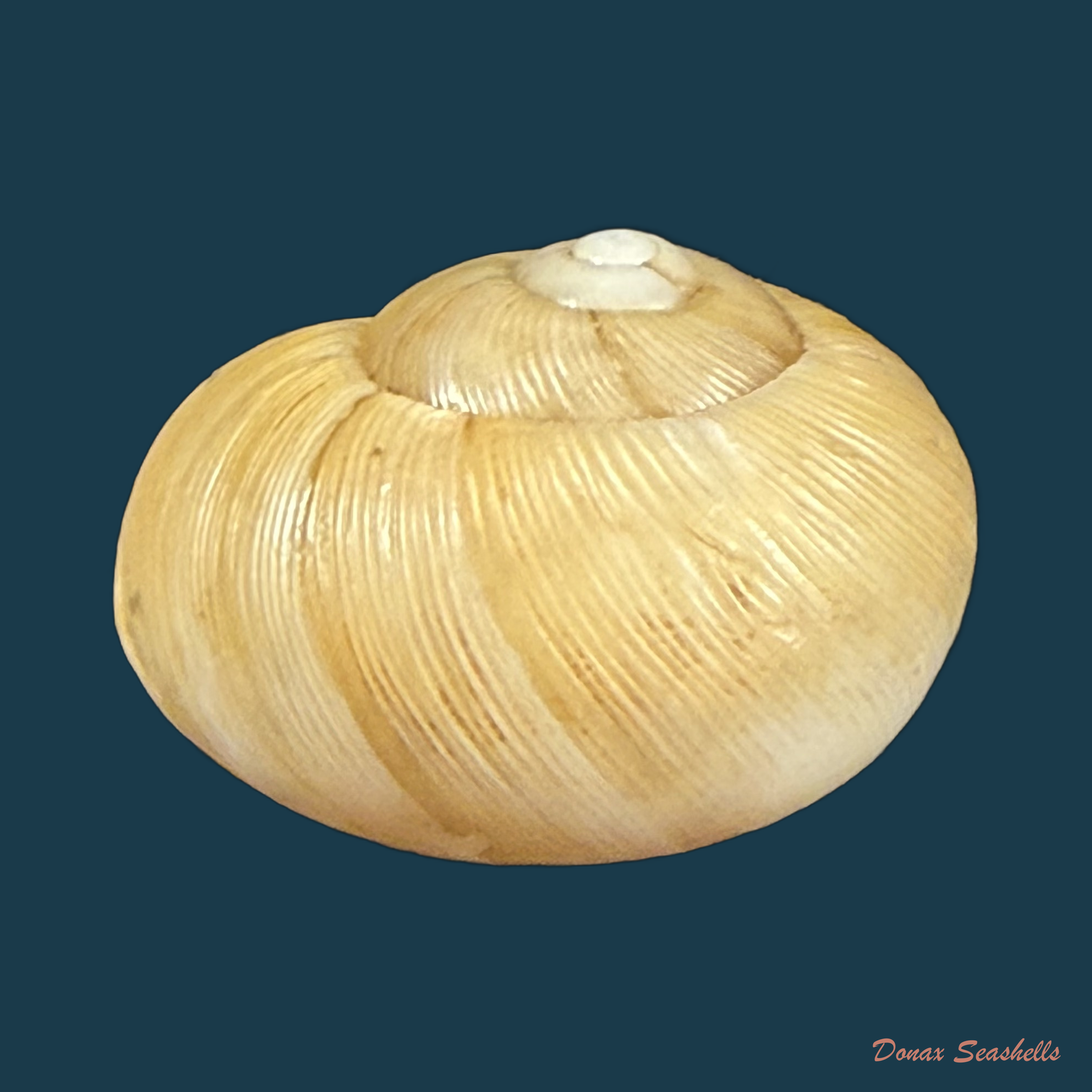 Zachrysia guanensis leucozoa C.G. Aguayo & M.L. Jaume, 1954 - 28,5mm