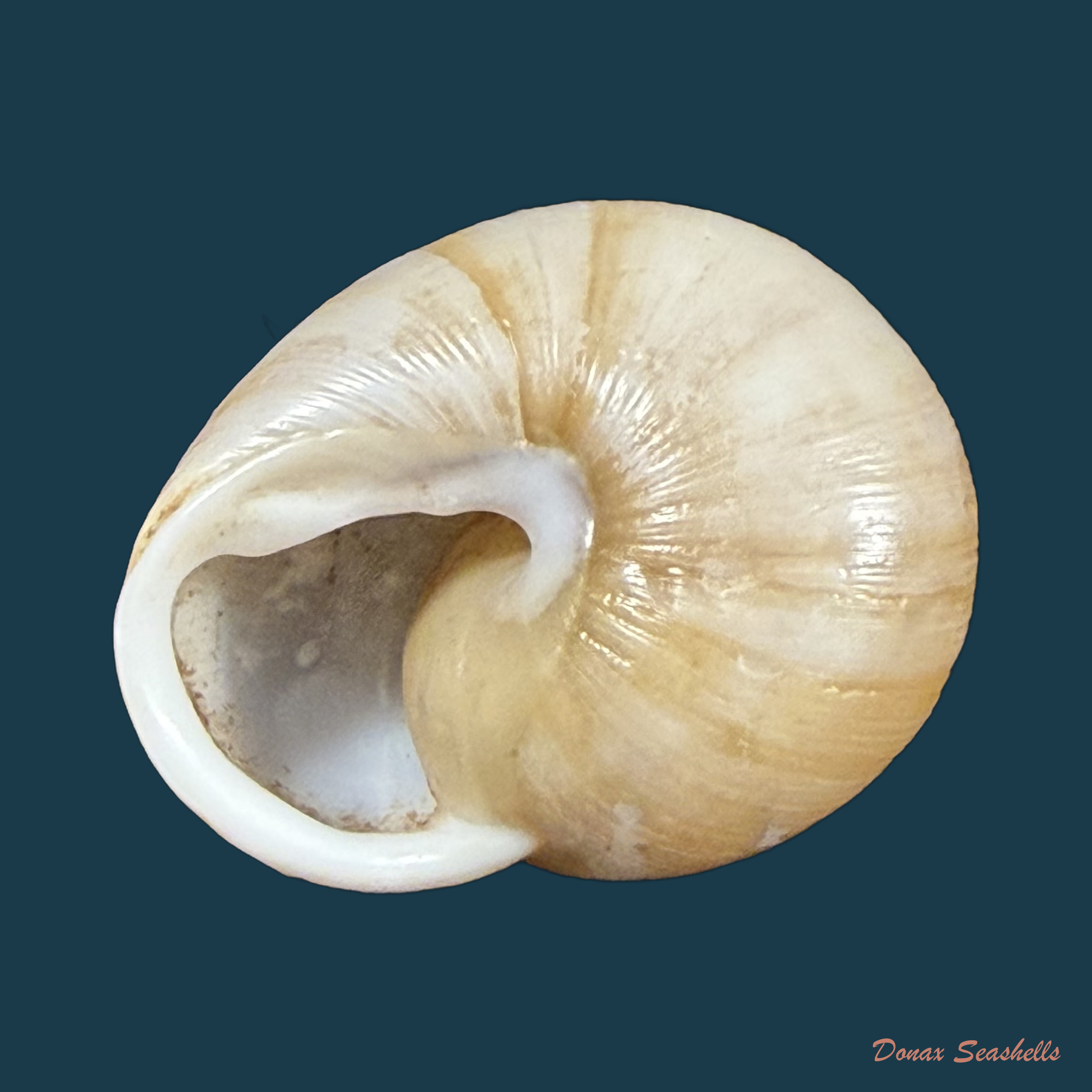 Zachrysia guanensis leucozoa C.G. Aguayo & M.L. Jaume, 1954 - 28,5mm