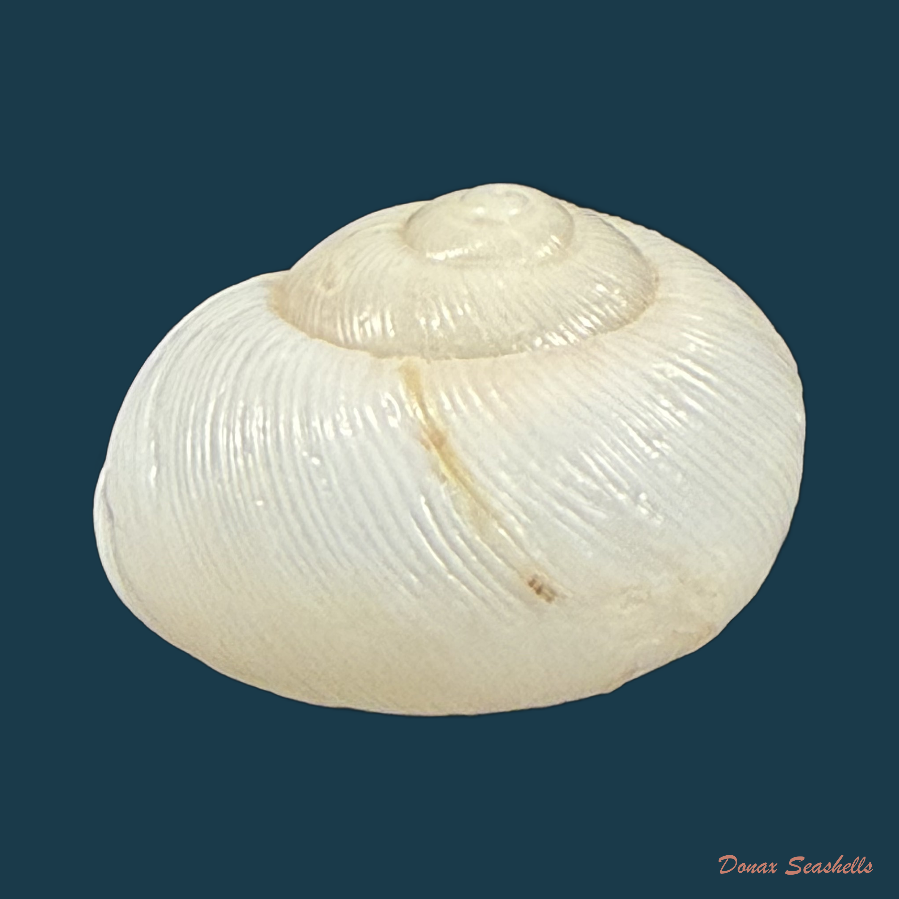 Zachrysia guanensis leucozoa C.G. Aguayo & M.L. Jaume, 1954 - 25mm