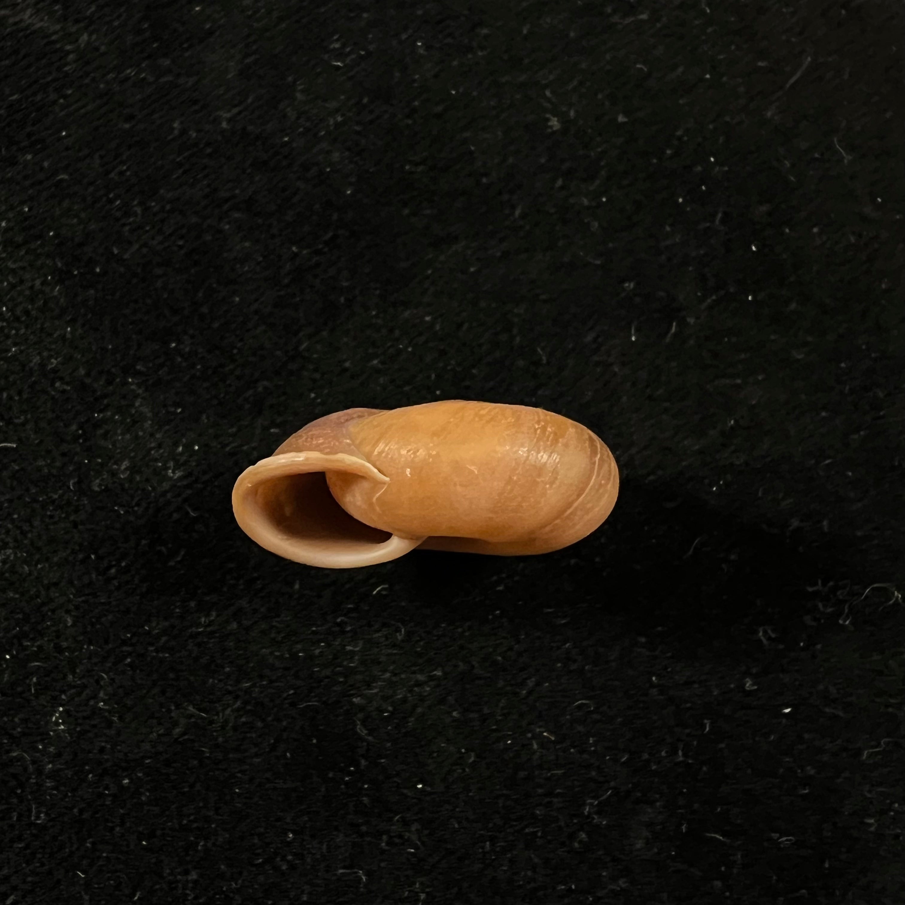 Stegodera angusticollis (E. von Martens, 1875) - 26,9mm