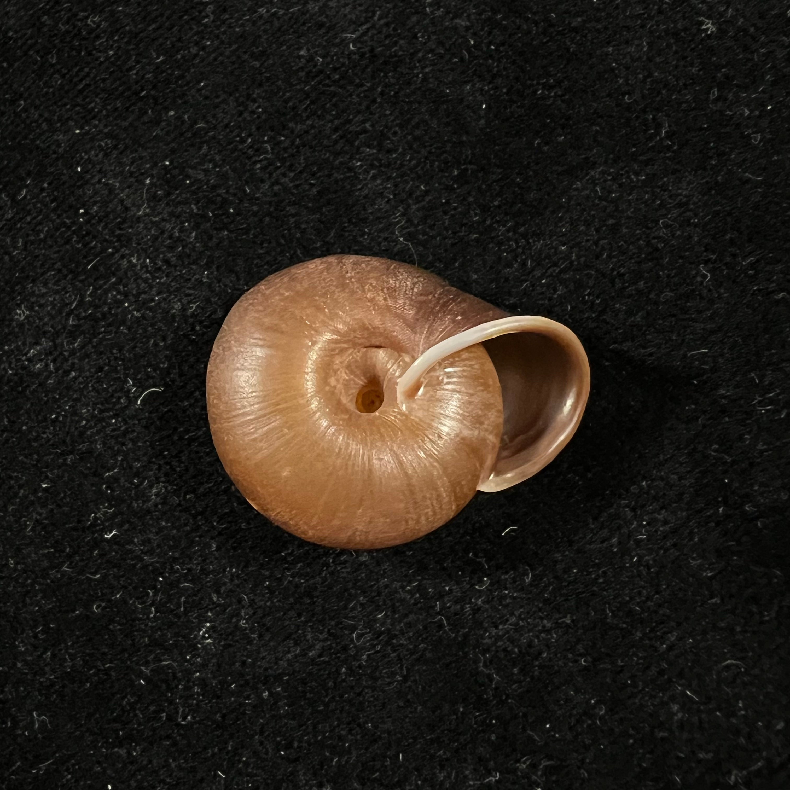 Stegodera angusticollis (E. von Martens, 1875) - 28,2mm
