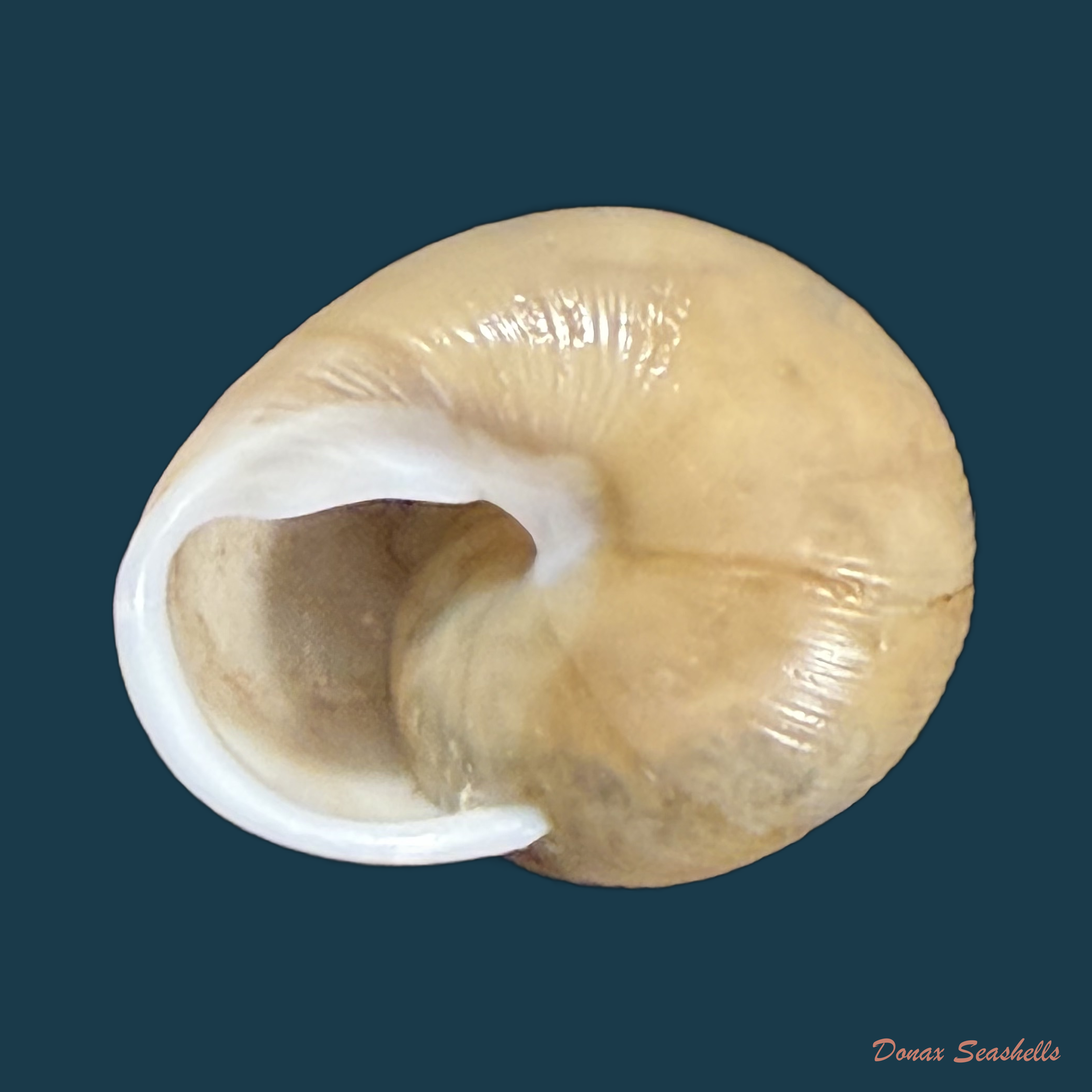 Zachrysia guanensis leucozoa C.G. Aguayo & M.L. Jaume, 1954 - 26mm
