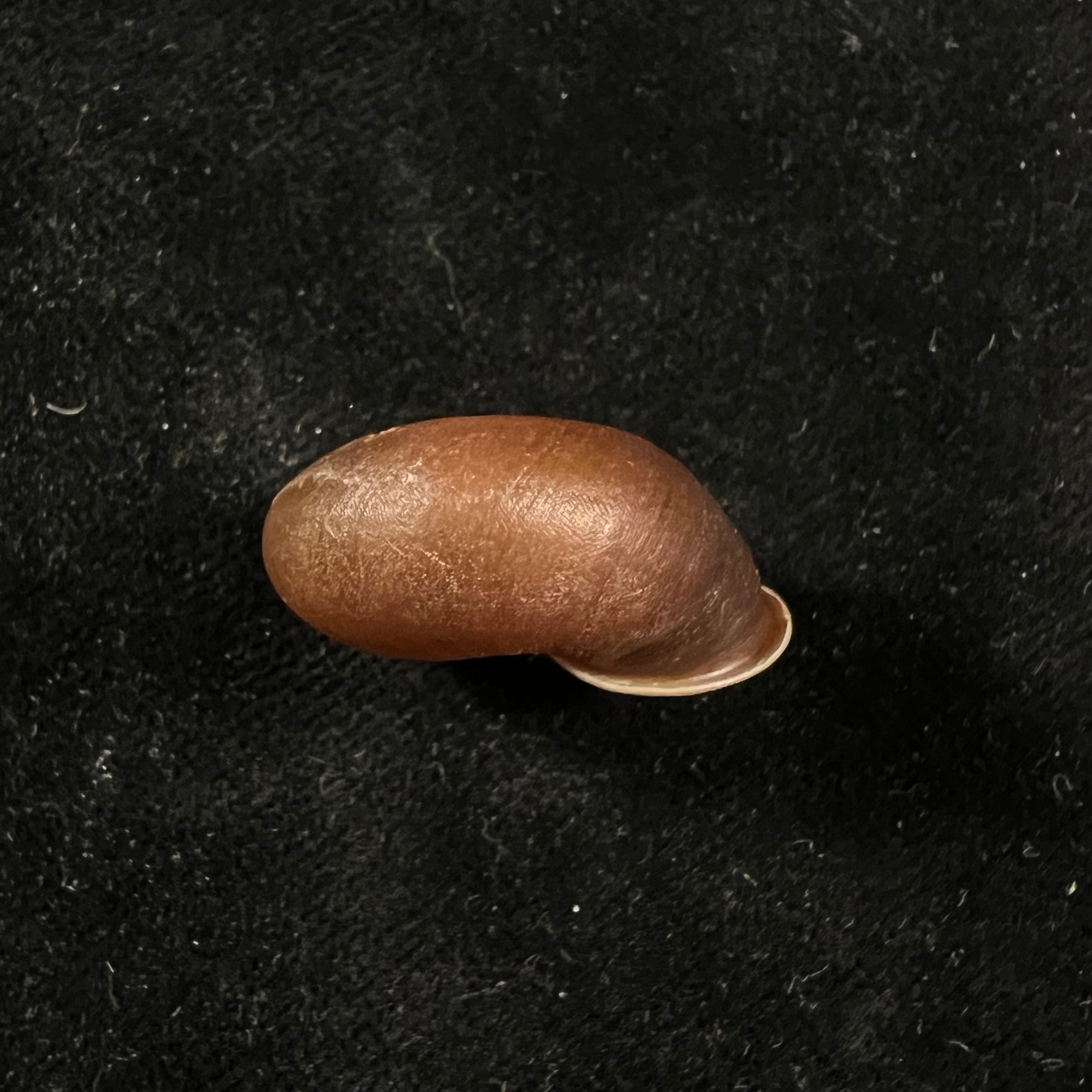 Stegodera angusticollis (E. von Martens, 1875) - 28,2mm