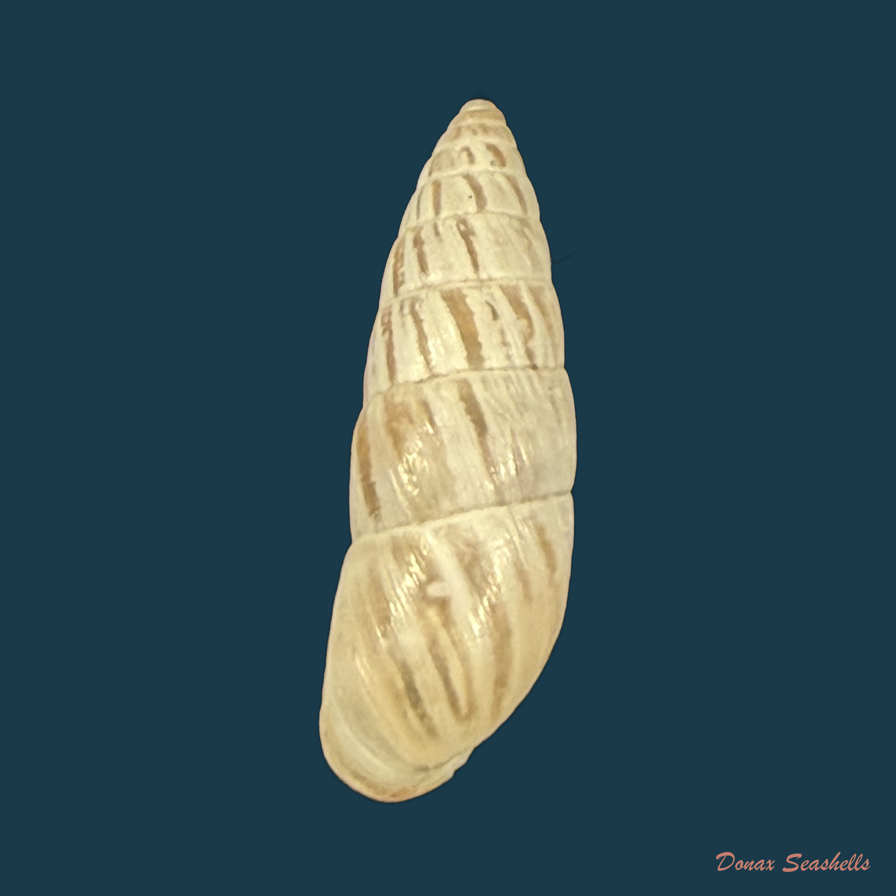 Zebrina cylindroides Wenz, 1930 † - 22,4mm