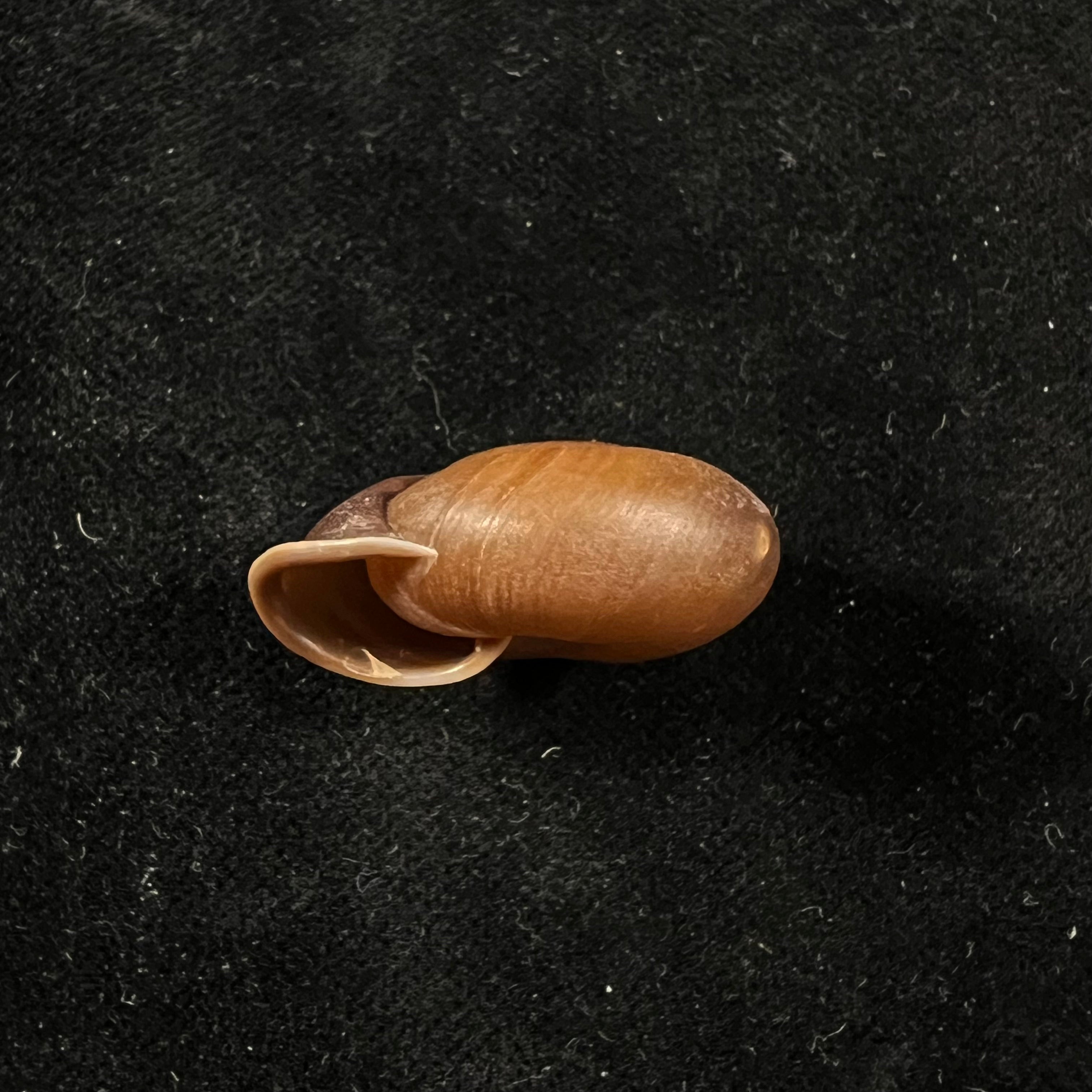 Stegodera angusticollis (E. von Martens, 1875) - 28,2mm