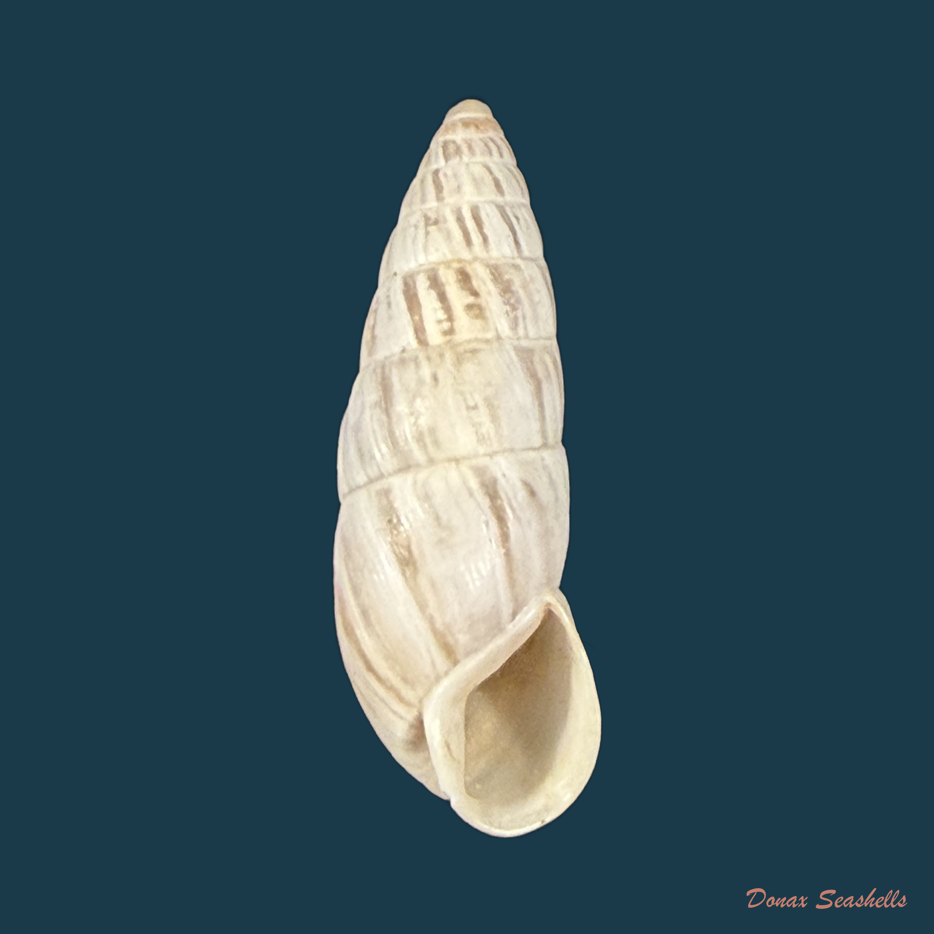 Zebrina cylindroides Wenz, 1930 † - 22,4mm