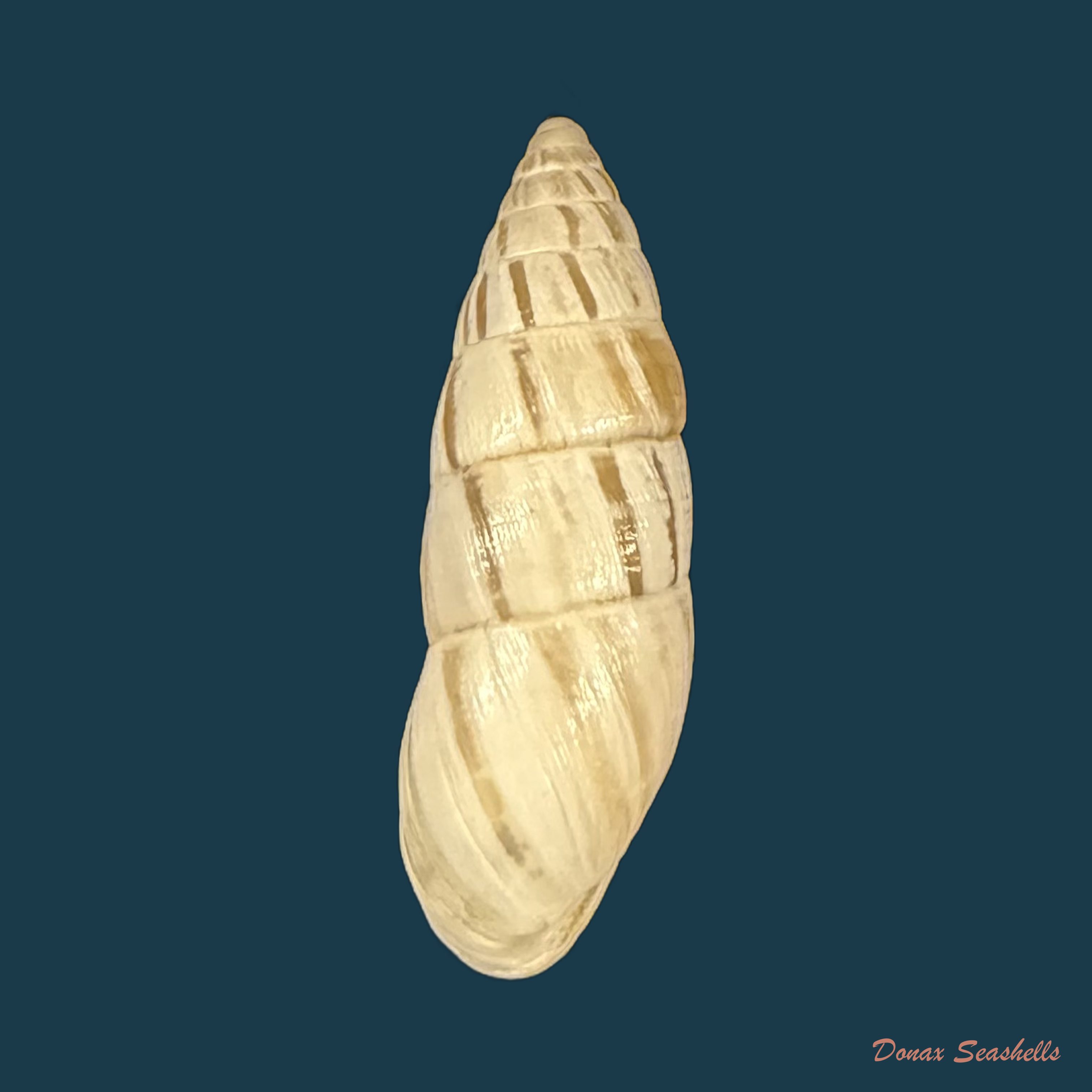 Zebrina cylindroides Wenz, 1930 † - 22,6mm