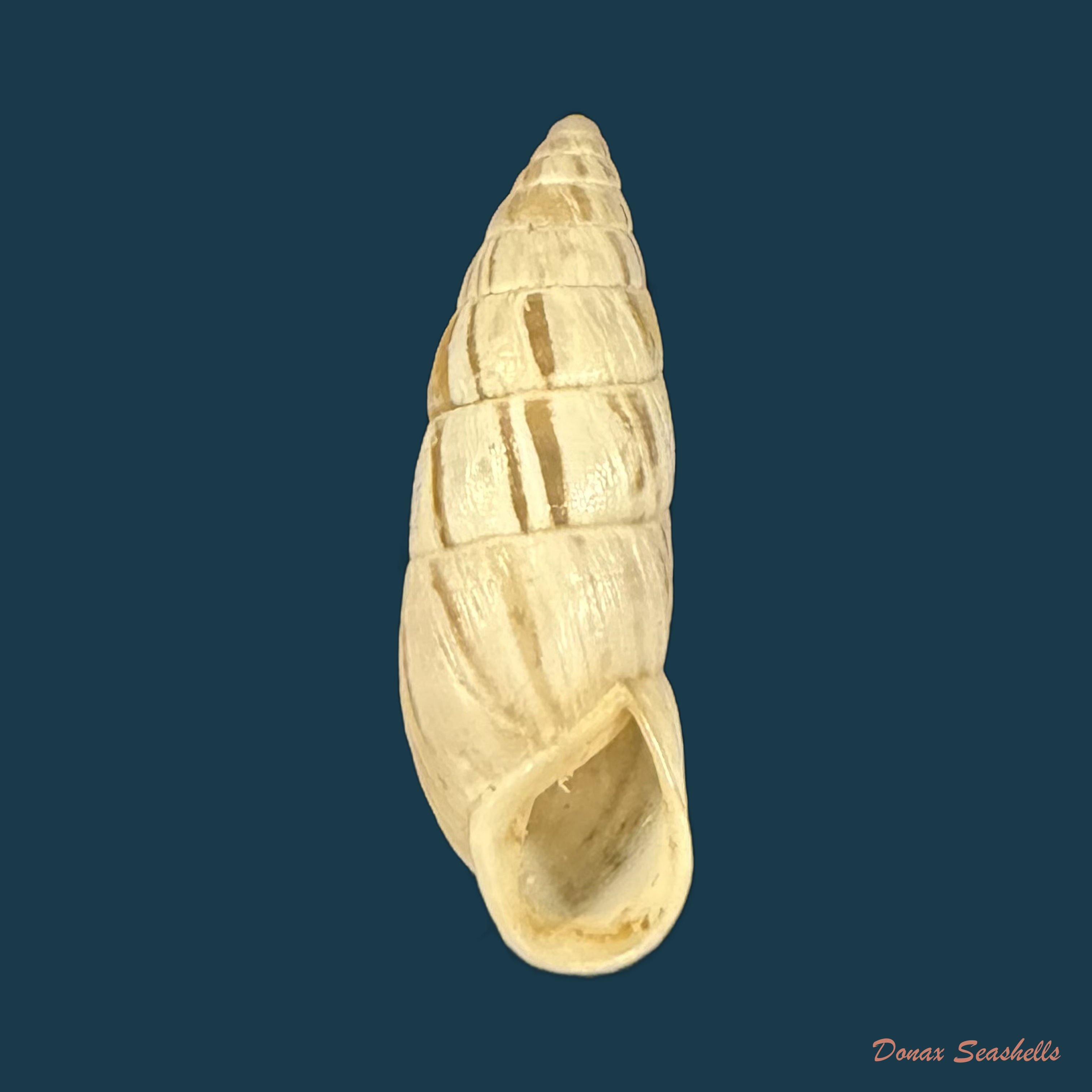 Zebrina cylindroides Wenz, 1930 † - 22,6mm