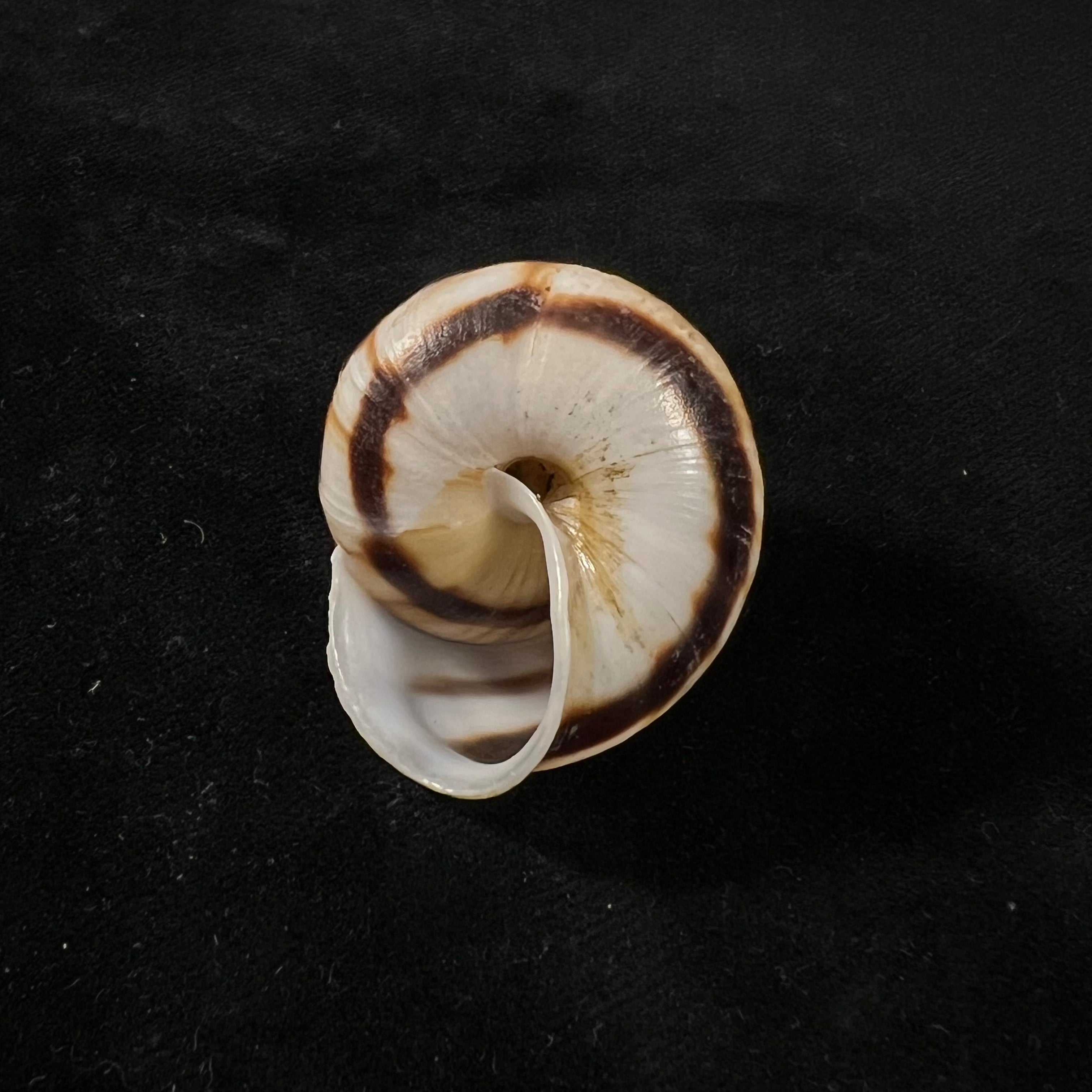 Aegistohadra jiahei (H.-F. Yang, Z.-Y. Fan, D.-D. Qiao &amp; J. He, 2012) - 36,8毫米