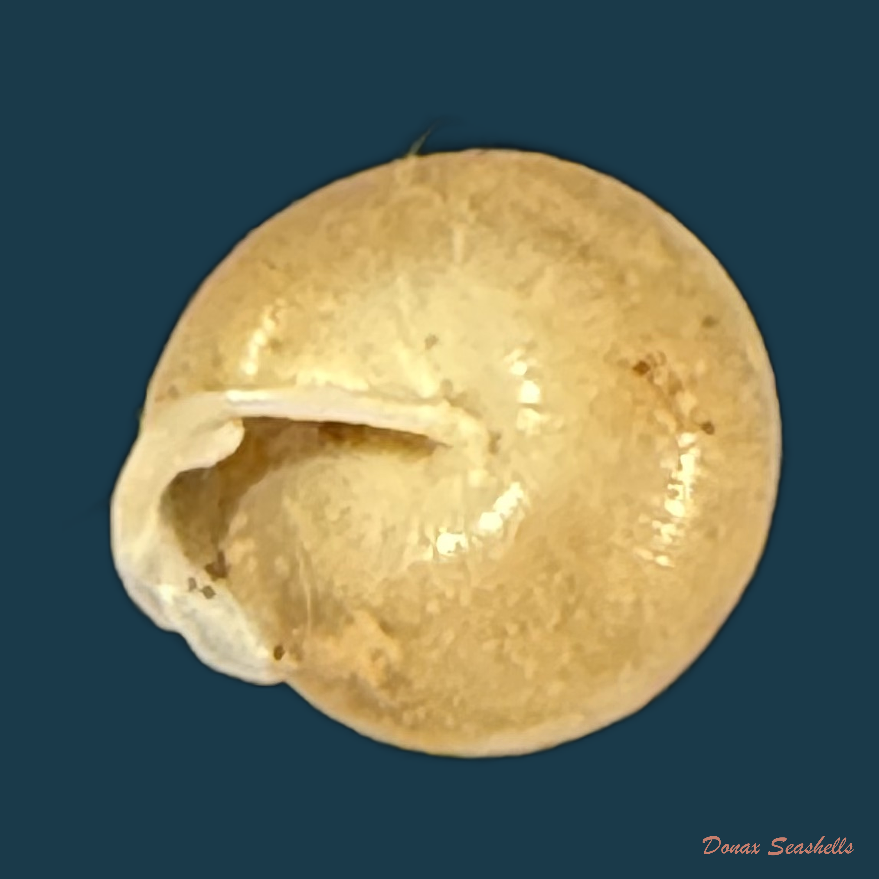 Perforatella bidentata (Gmelin, 1791) - 7,2mm