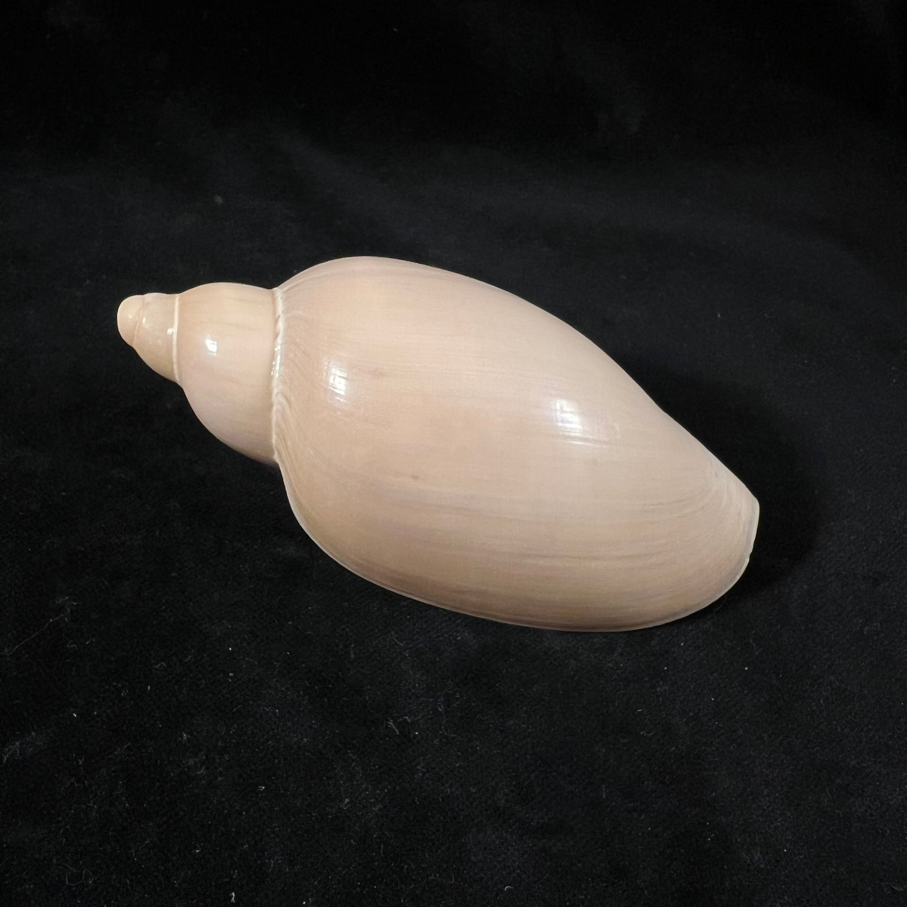 Marginellona gigas (E. von Martens, 1904) - 106mm