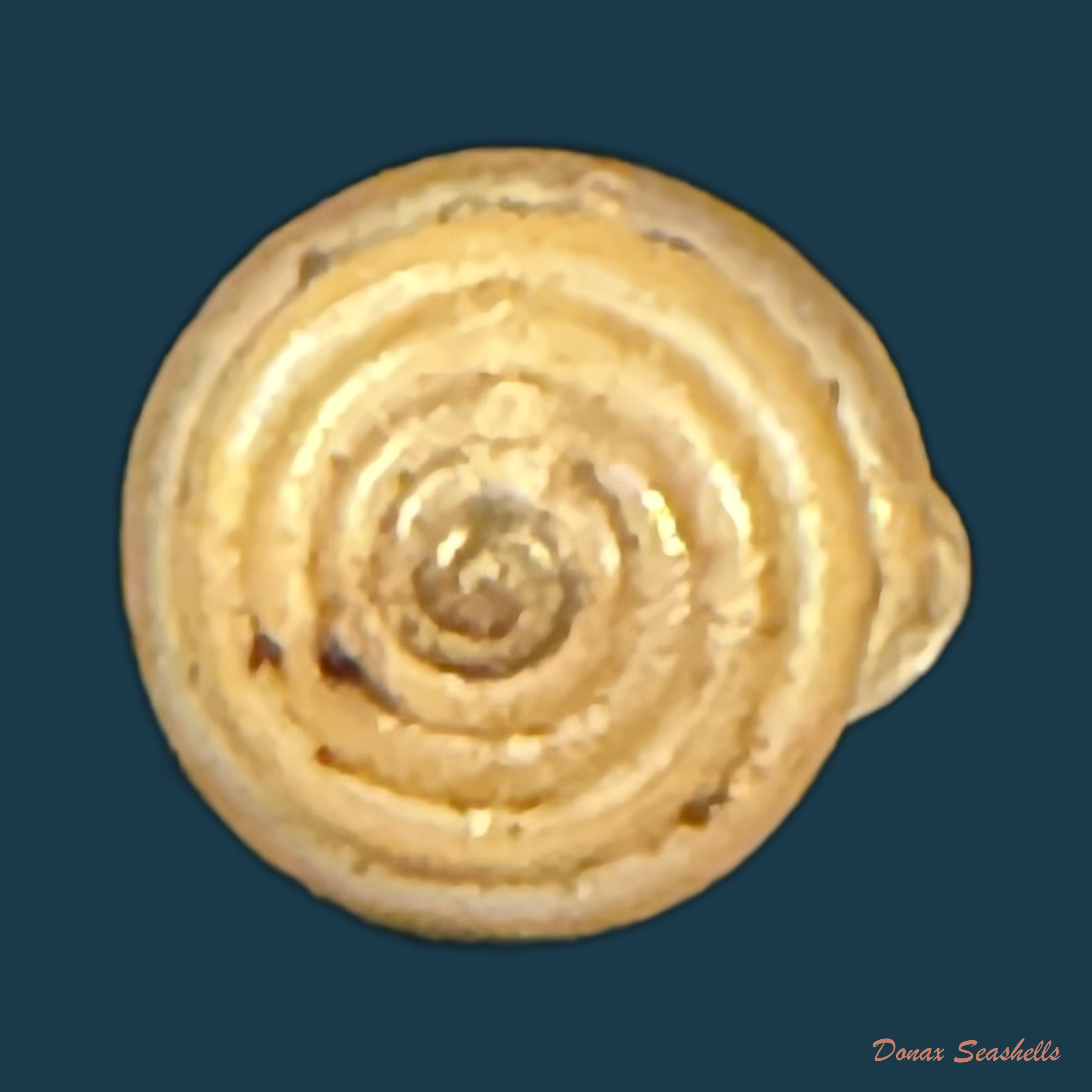 Perforatella bidentata (Gmelin, 1791) - 7,2mm