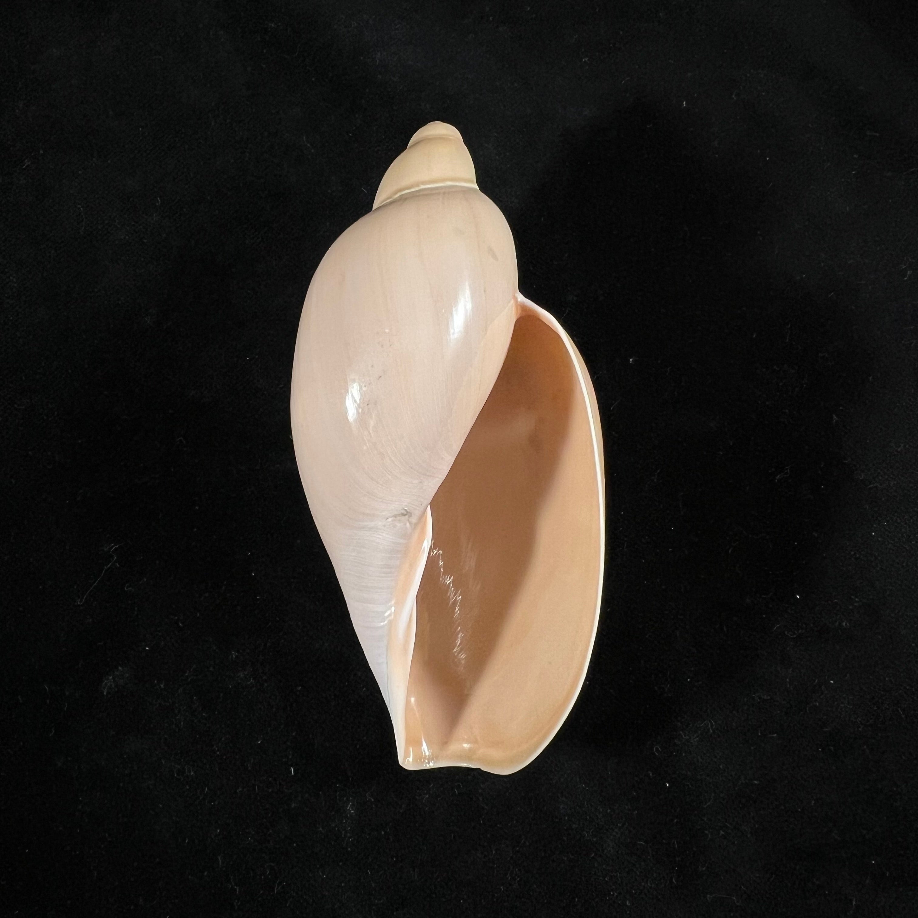 Marginellona gigas (E. von Martens, 1904) - 106mm