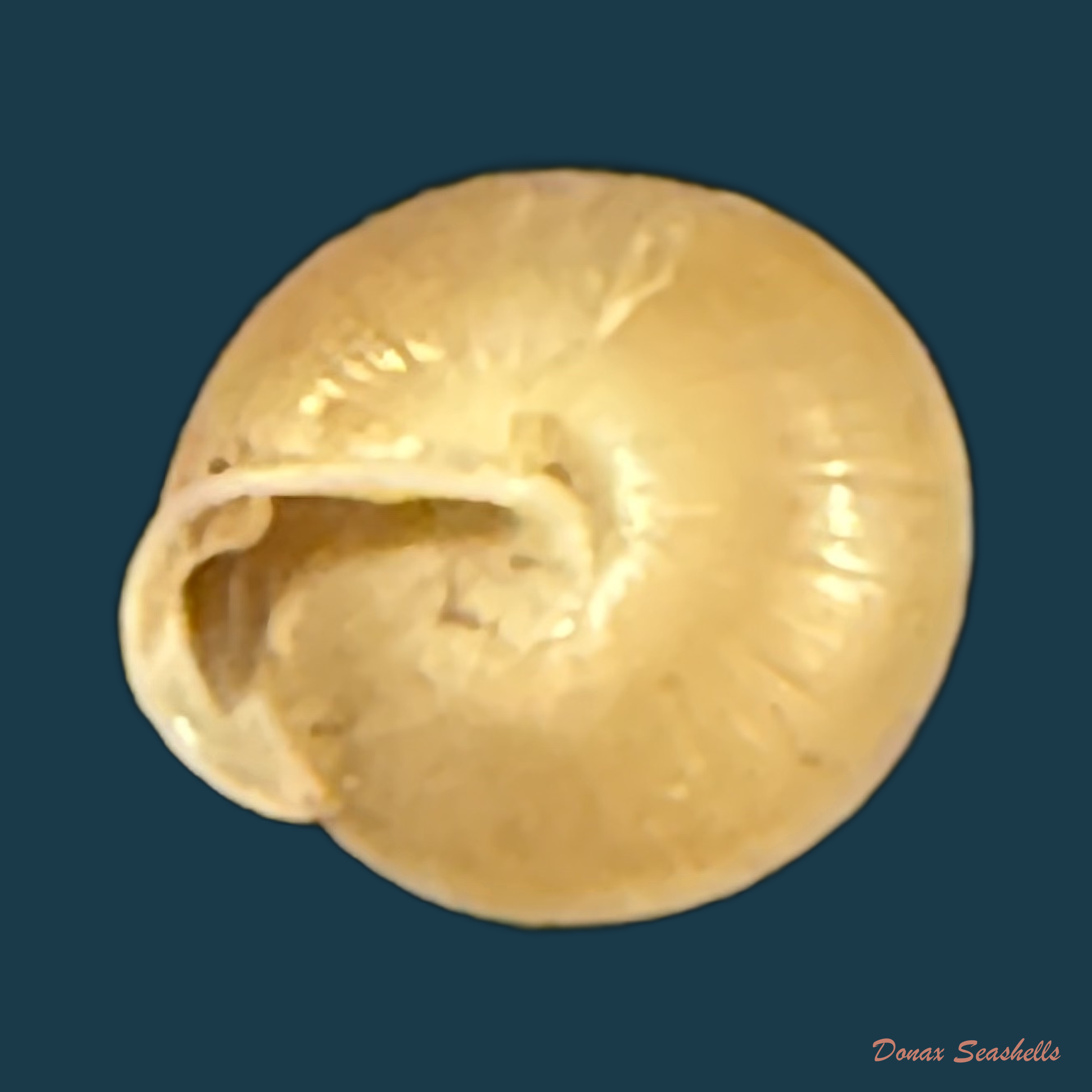 Perforatella bidentata (Gmelin, 1791) - 7,3mm