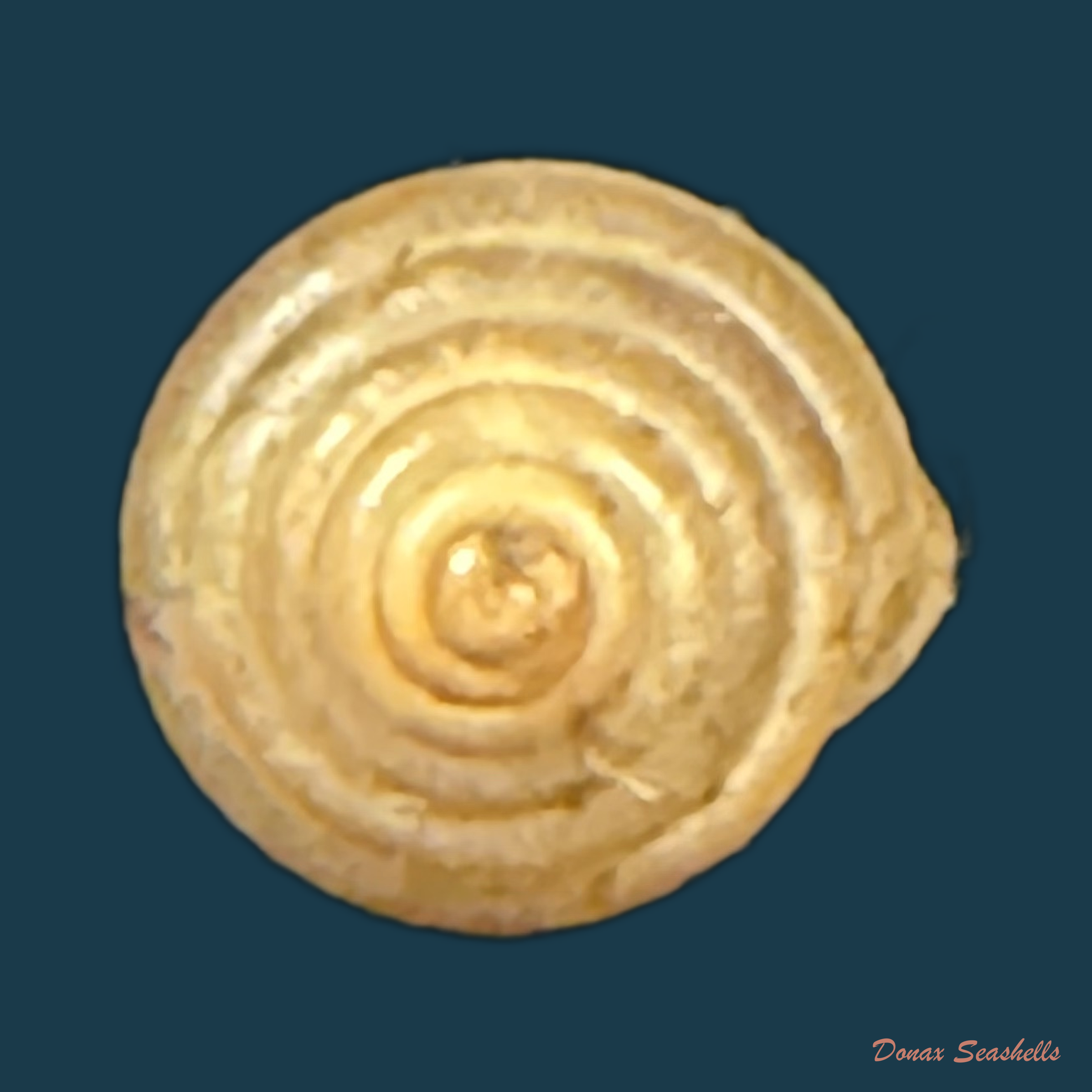Perforatella bidentata (Gmelin, 1791) - 6,7mm