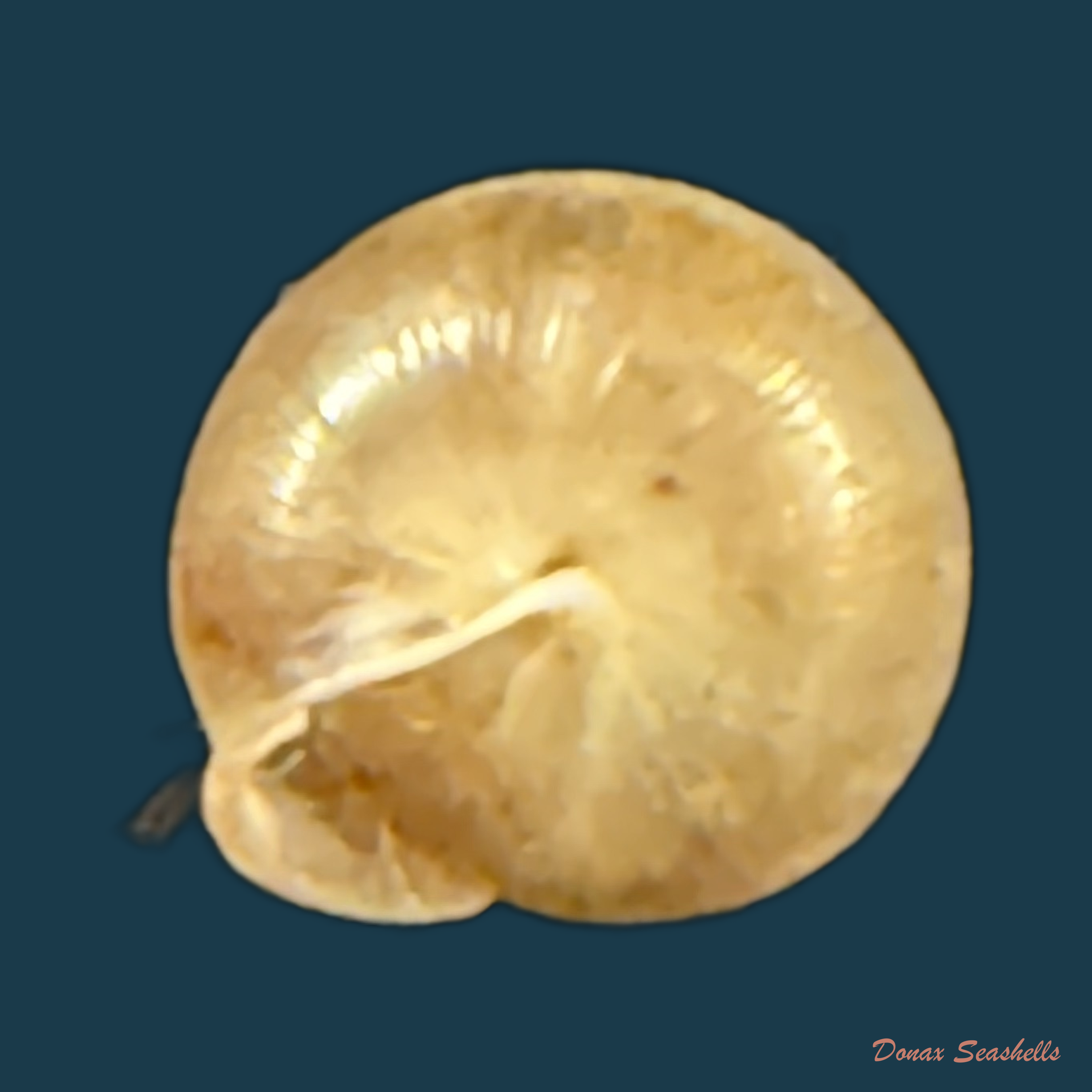 Perforatella bidentata (Gmelin, 1791) - 6,7mm