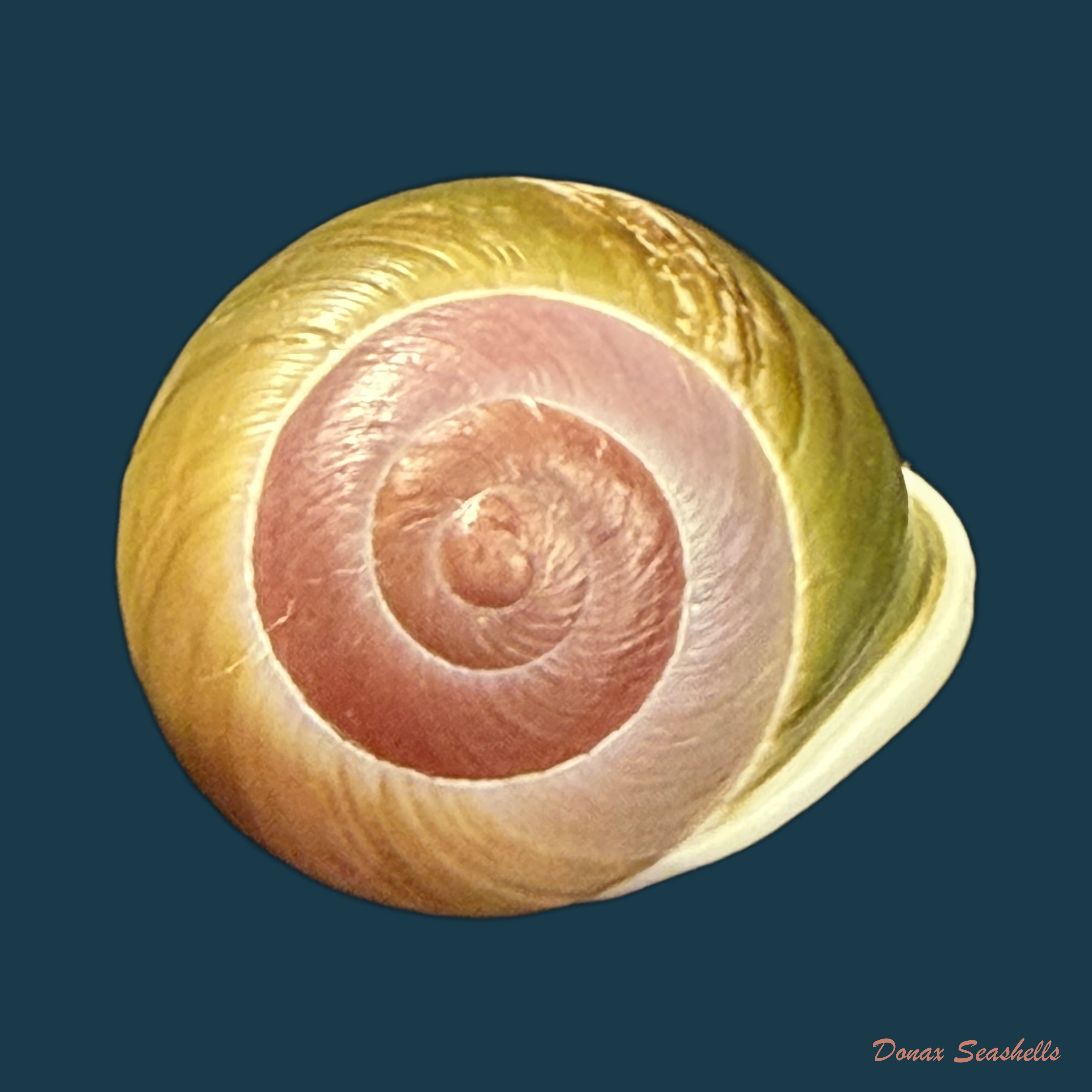 Emoda sagraiana percrassa Aguayo & Jaume, 1954 - 29,2mm