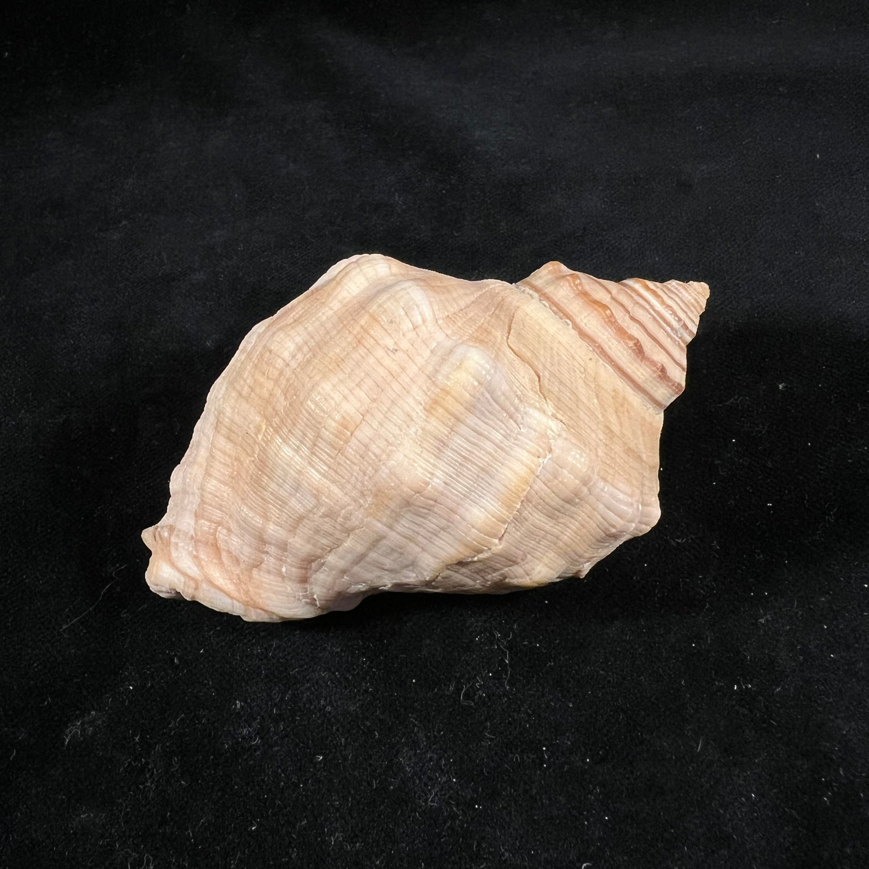 Stramonita haemastoma (Linnaeus, 1767) - 84,1mm