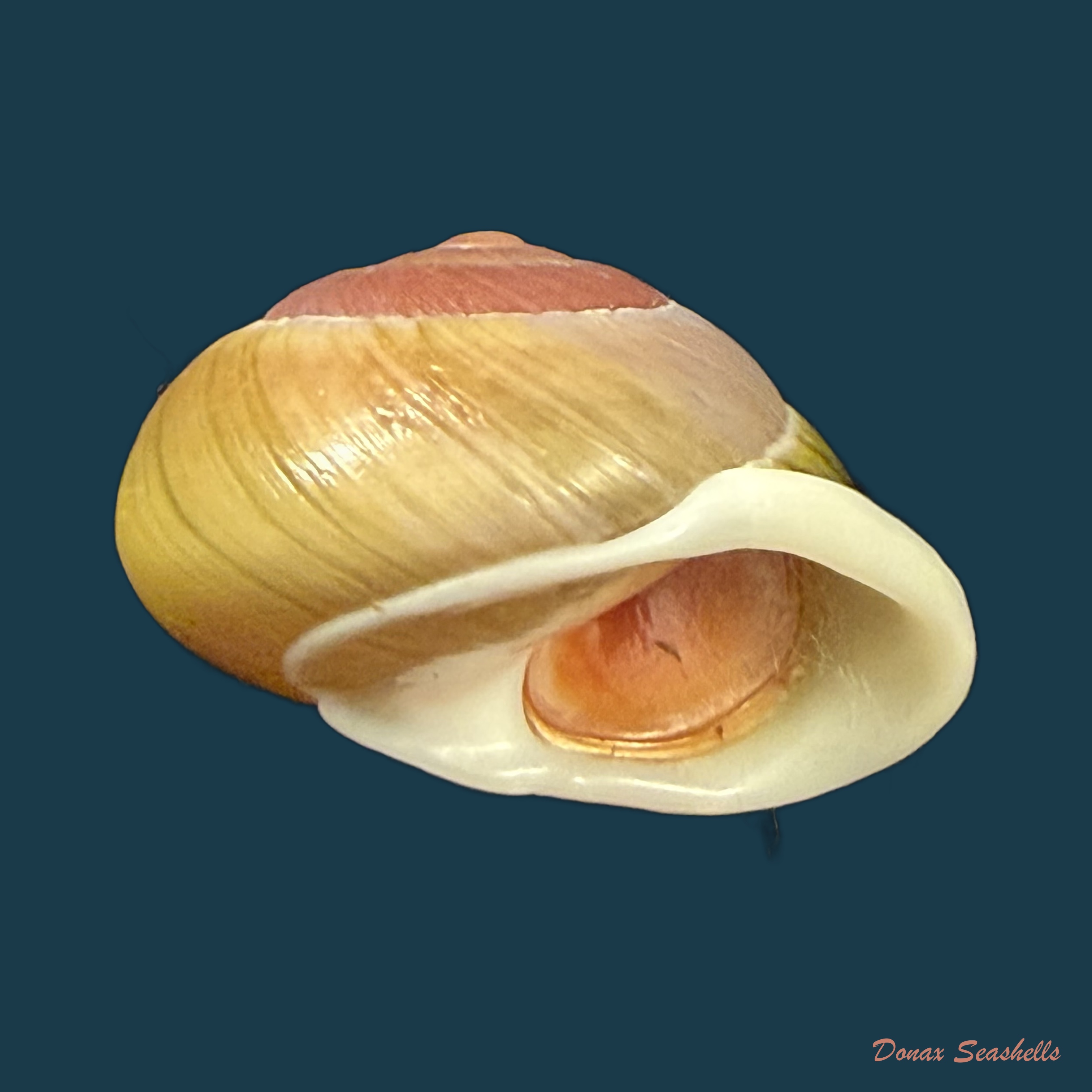 Emoda sagraiana percrassa Aguayo & Jaume, 1954 - 29,2mm