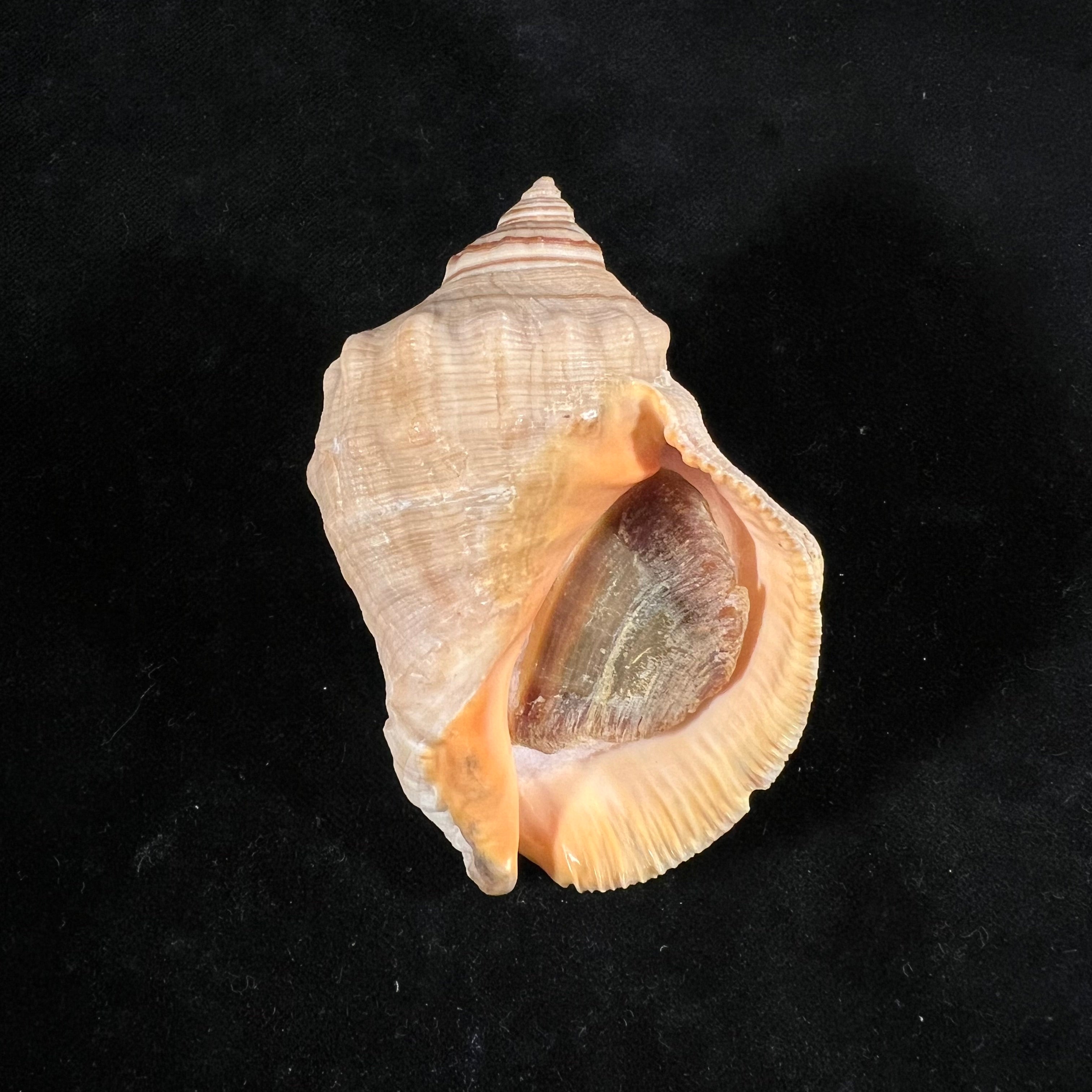Stramonita haemastoma (Linnaeus, 1767) - 84,1mm