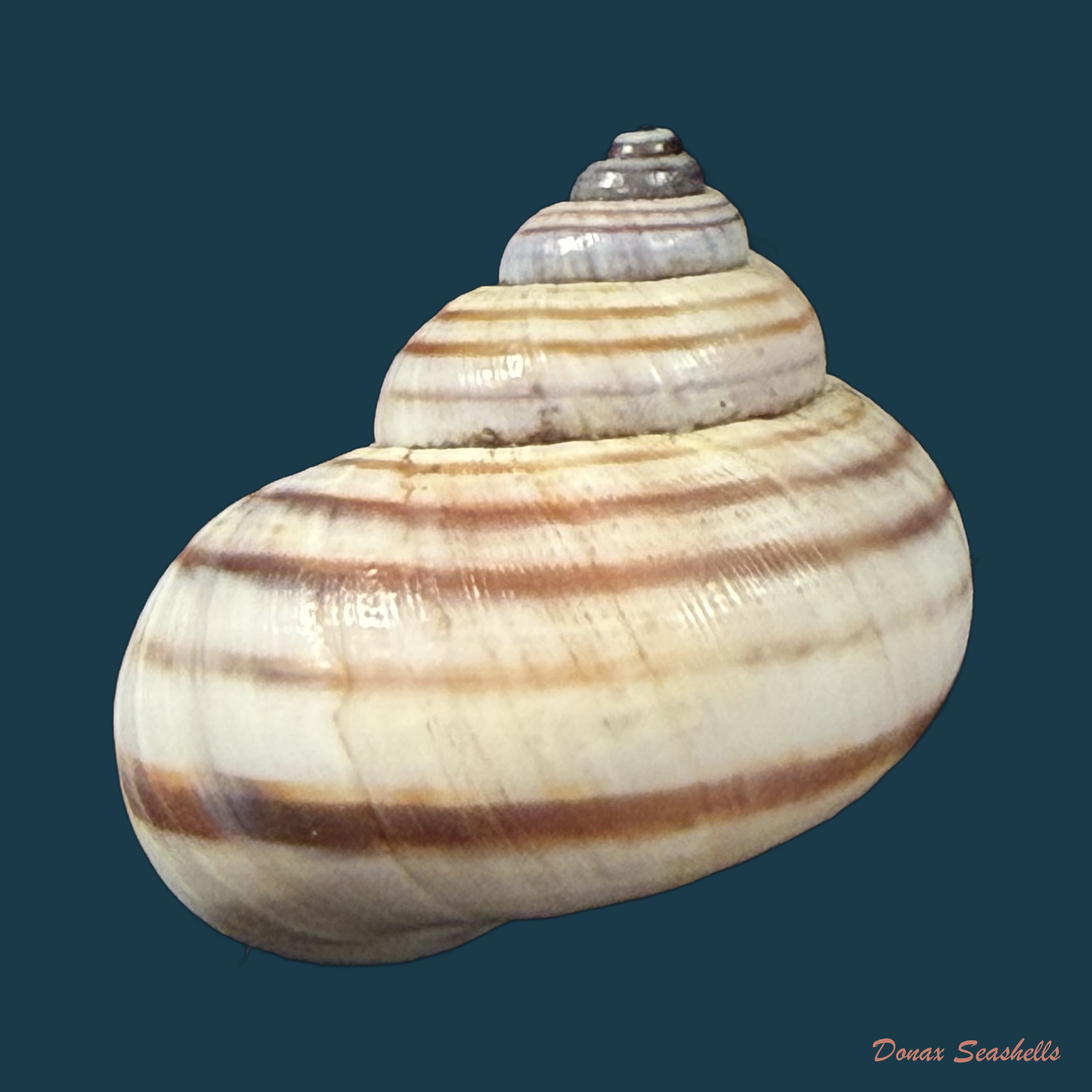 Tropidophora philippiana (L. Pfeiffer, 1852) - 24,4mm