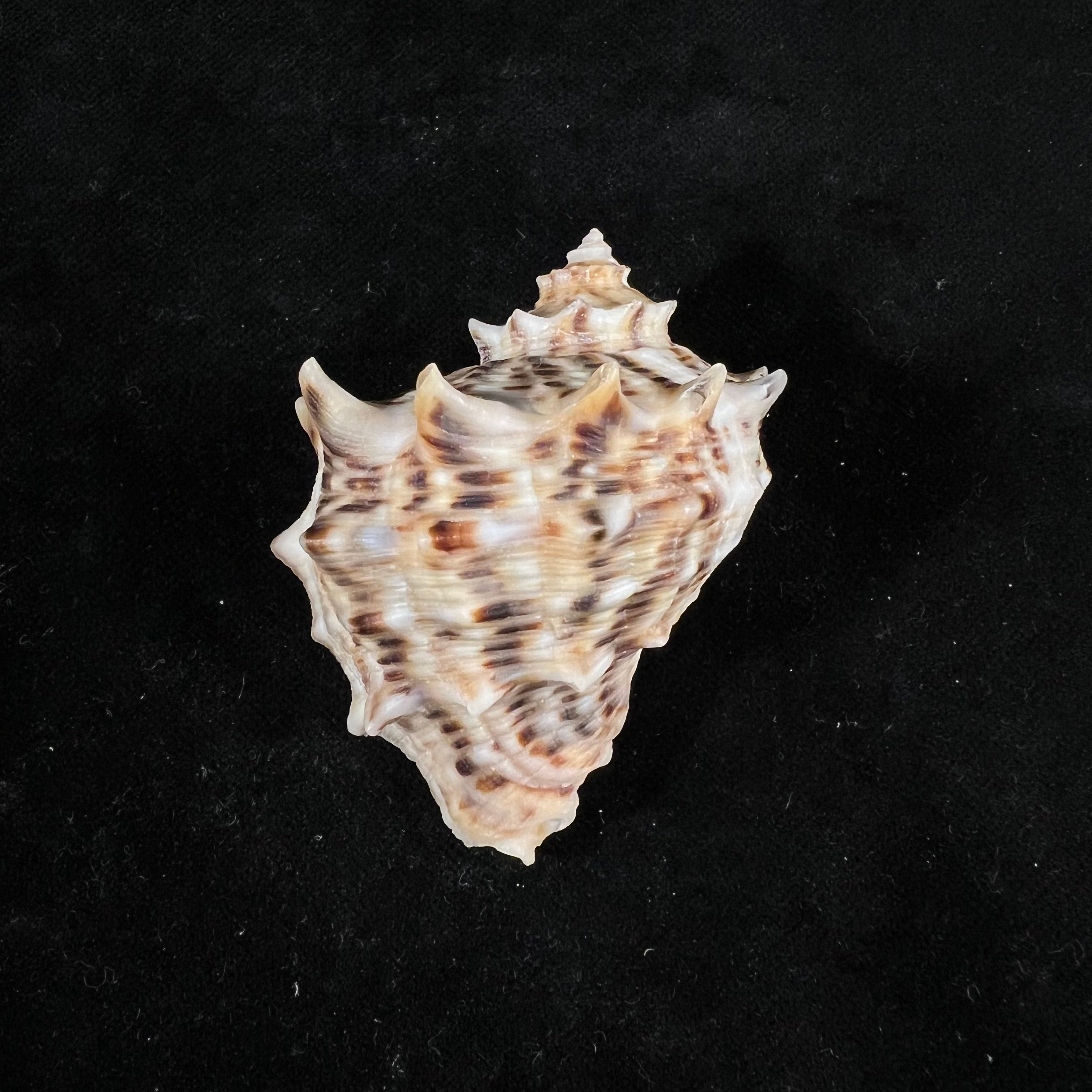 Rapana venosa f. pechiliensis (Valenciennes, 1846) - 59,4mm