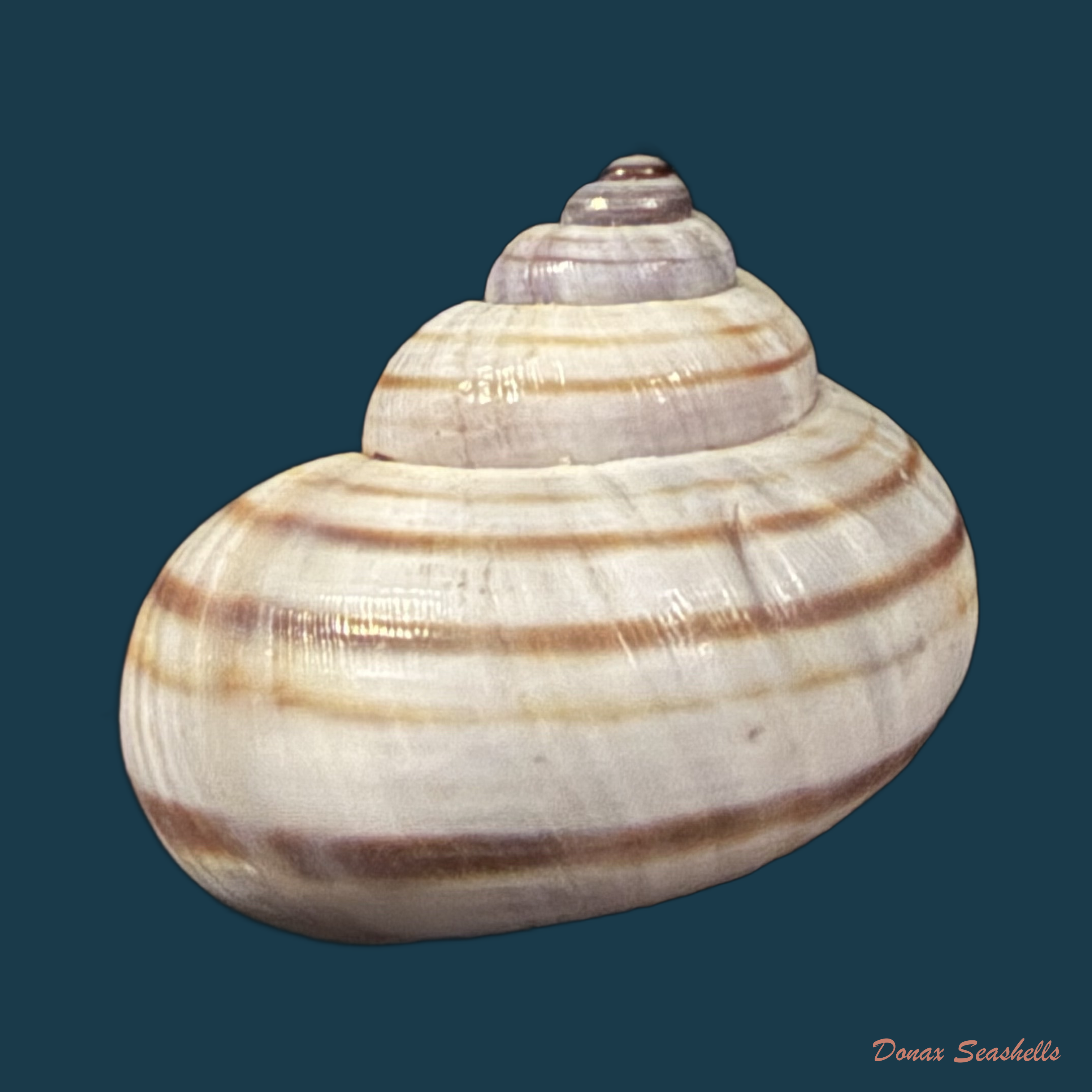 Tropidophora philippiana (L. Pfeiffer, 1852) - 22,5mm