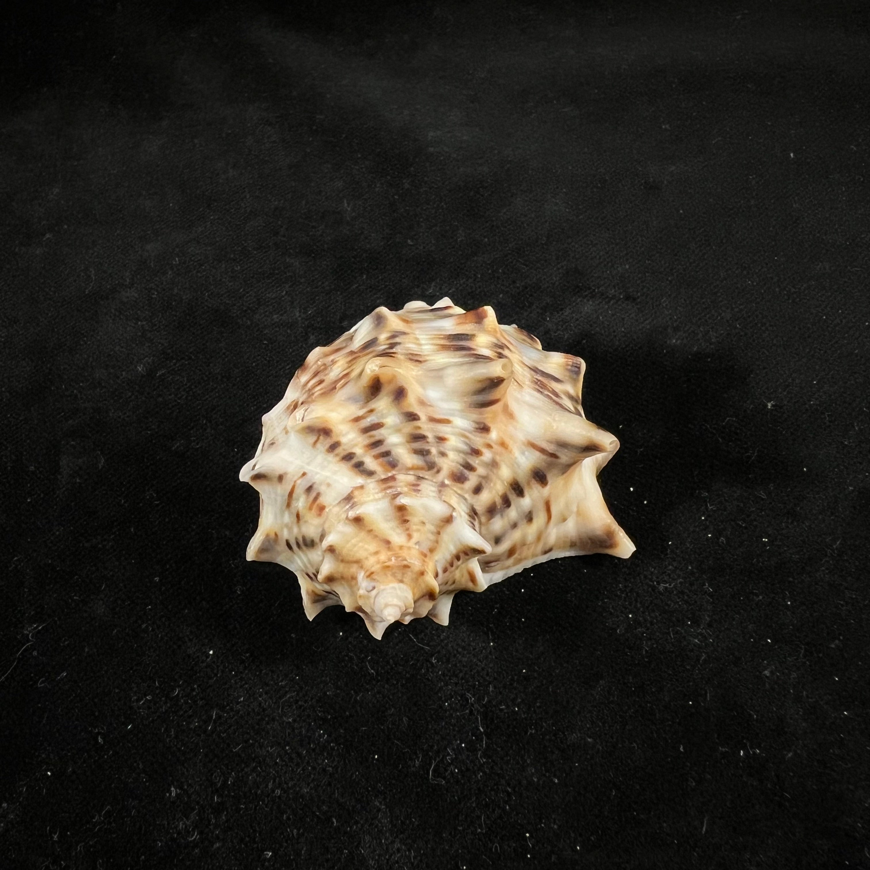 Rapana venosa f. pechiliensis (Valenciennes, 1846) - 59,4mm