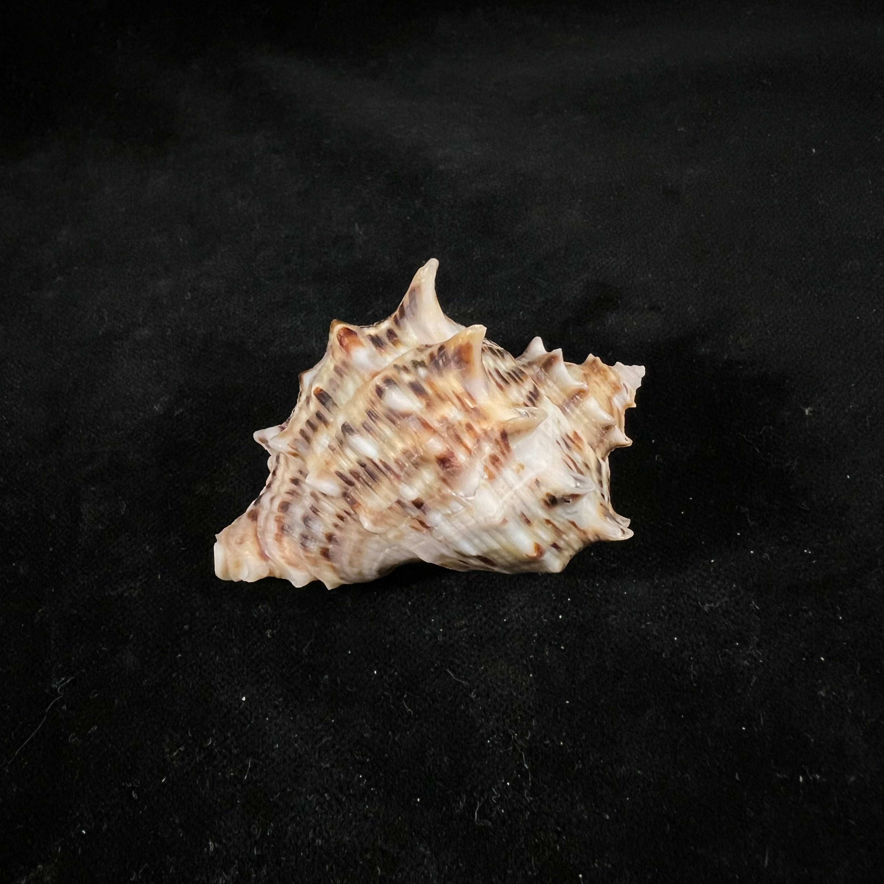Rapana venosa f. pechiliensis (Valenciennes, 1846) - 59,4mm