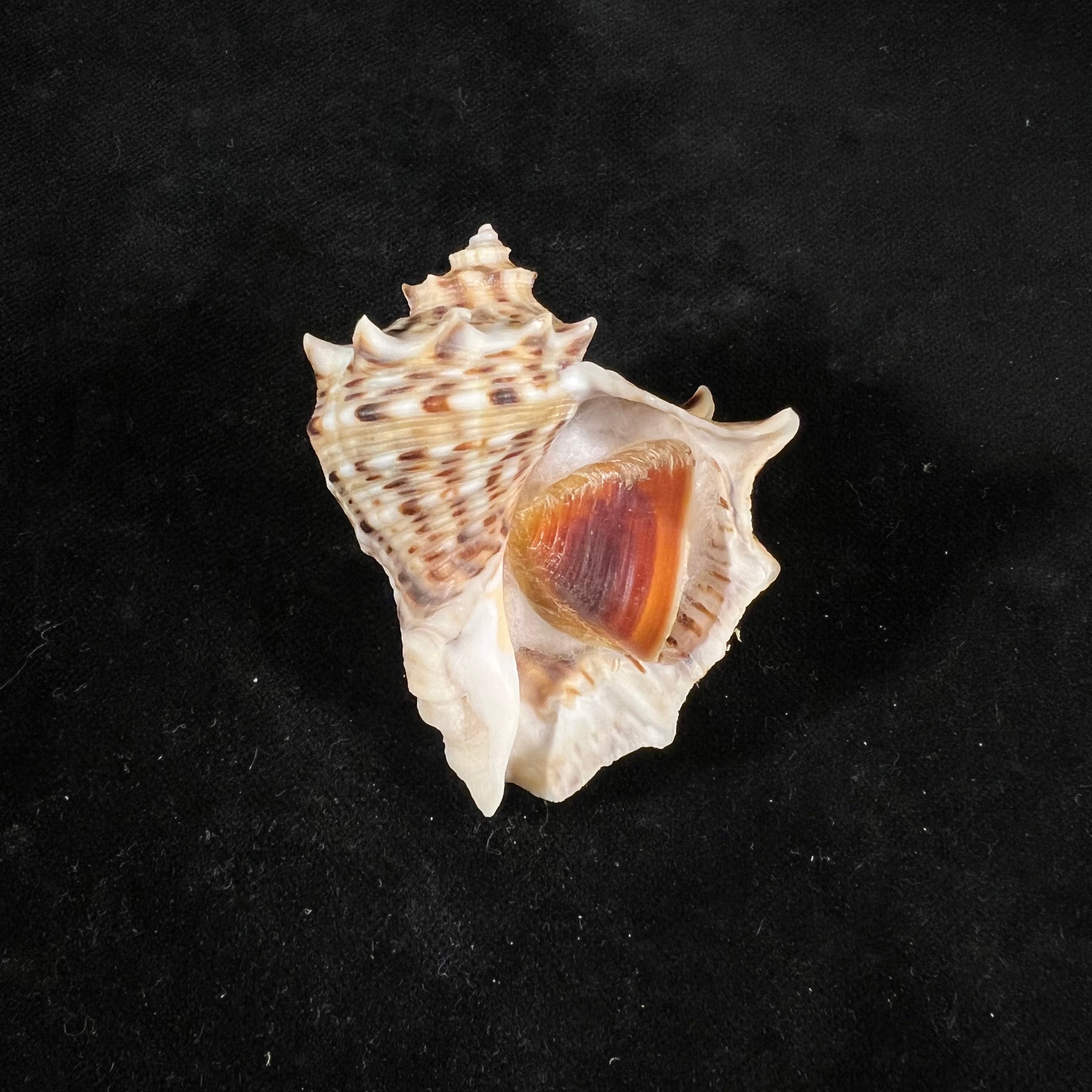 Rapana venosa f. pechiliensis (Valenciennes, 1846) - 59,4mm