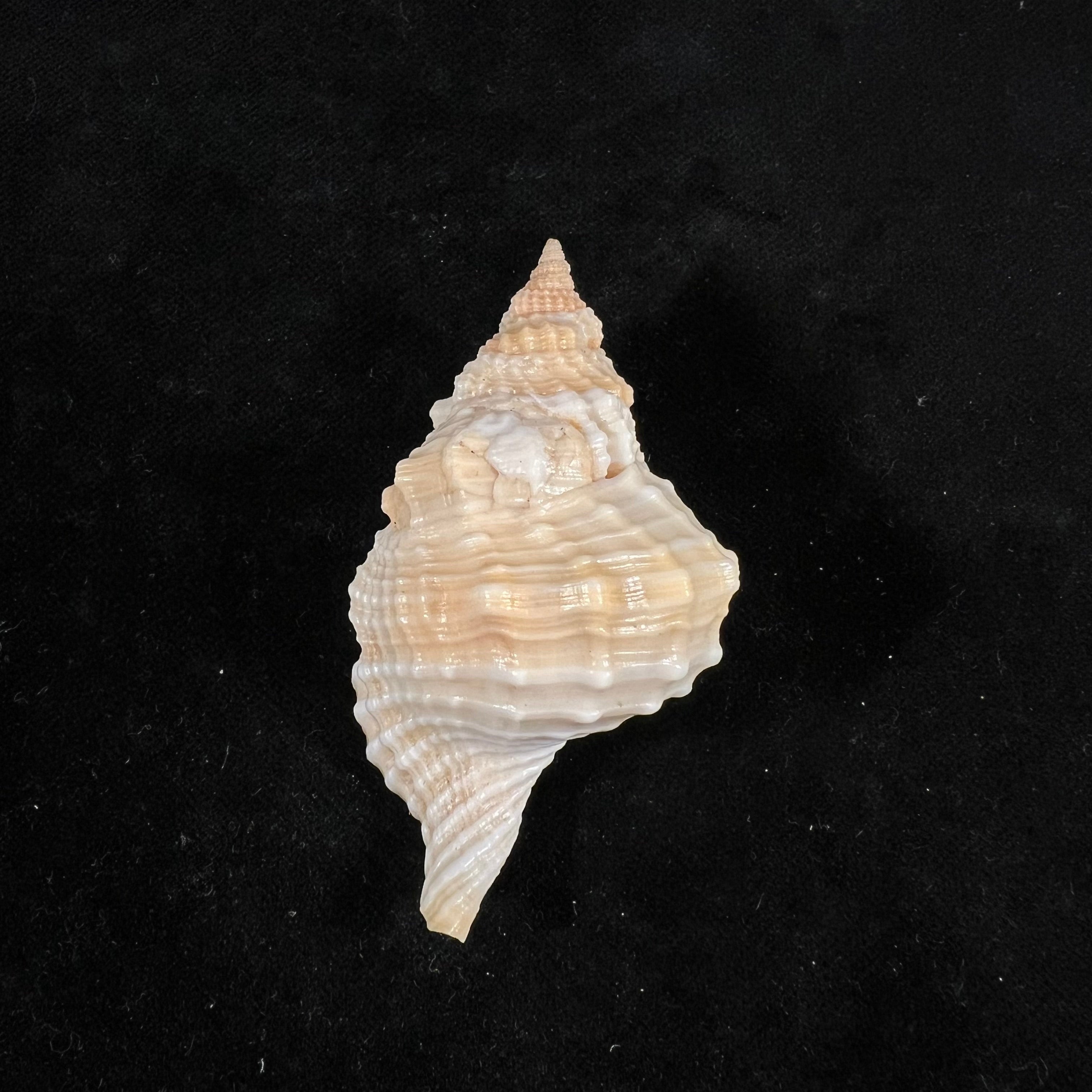 Distorsio smithi (Maltzan, 1884) - 67,1mm