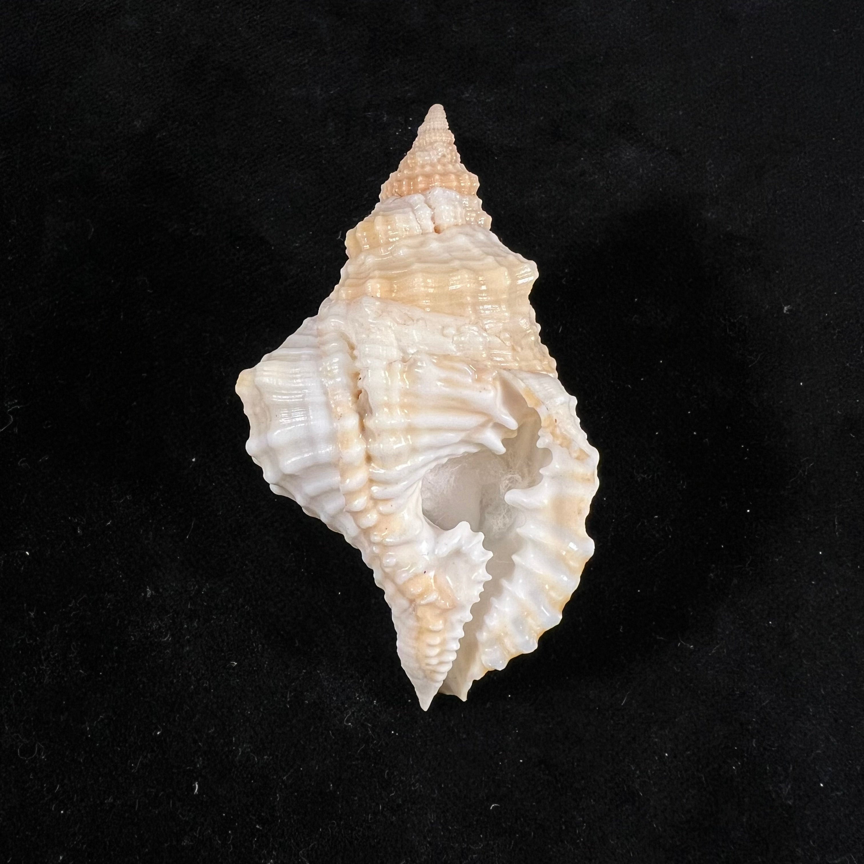 Distorsio smithi (Maltzan, 1884) - 67,1mm