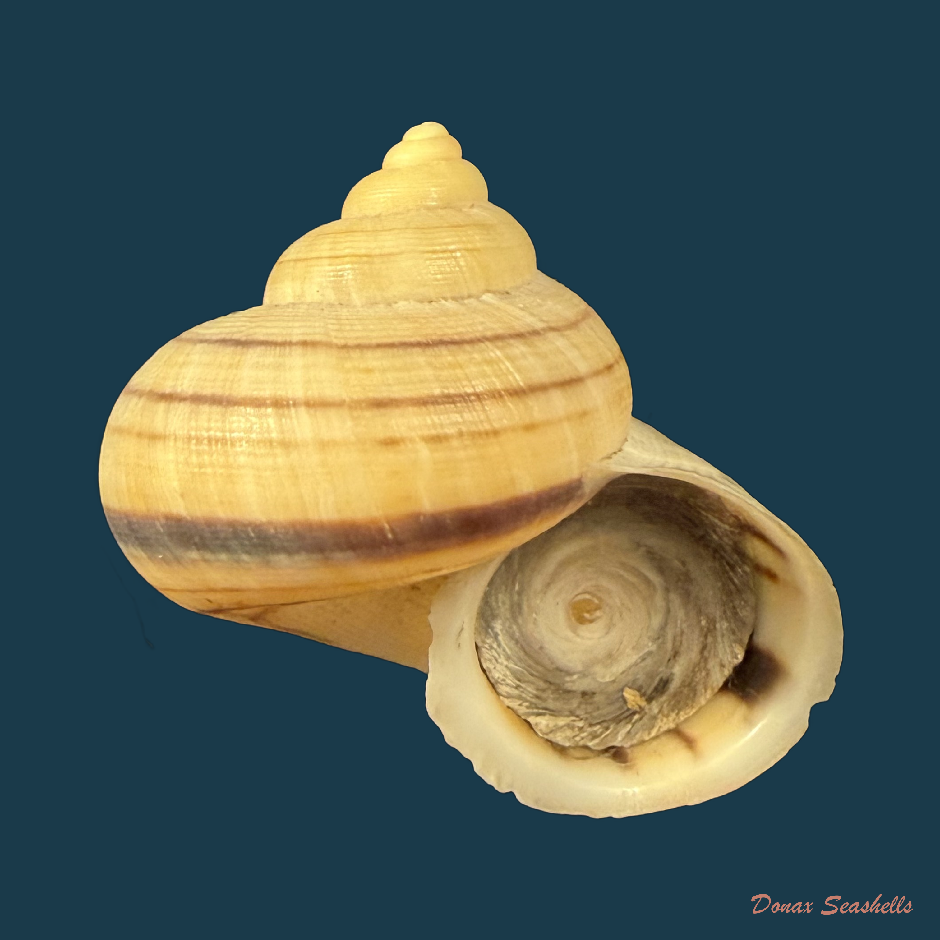Tropidophora tricarinata var. consanguinea (G. B. Sowerby III, 1874) - 32,7mm