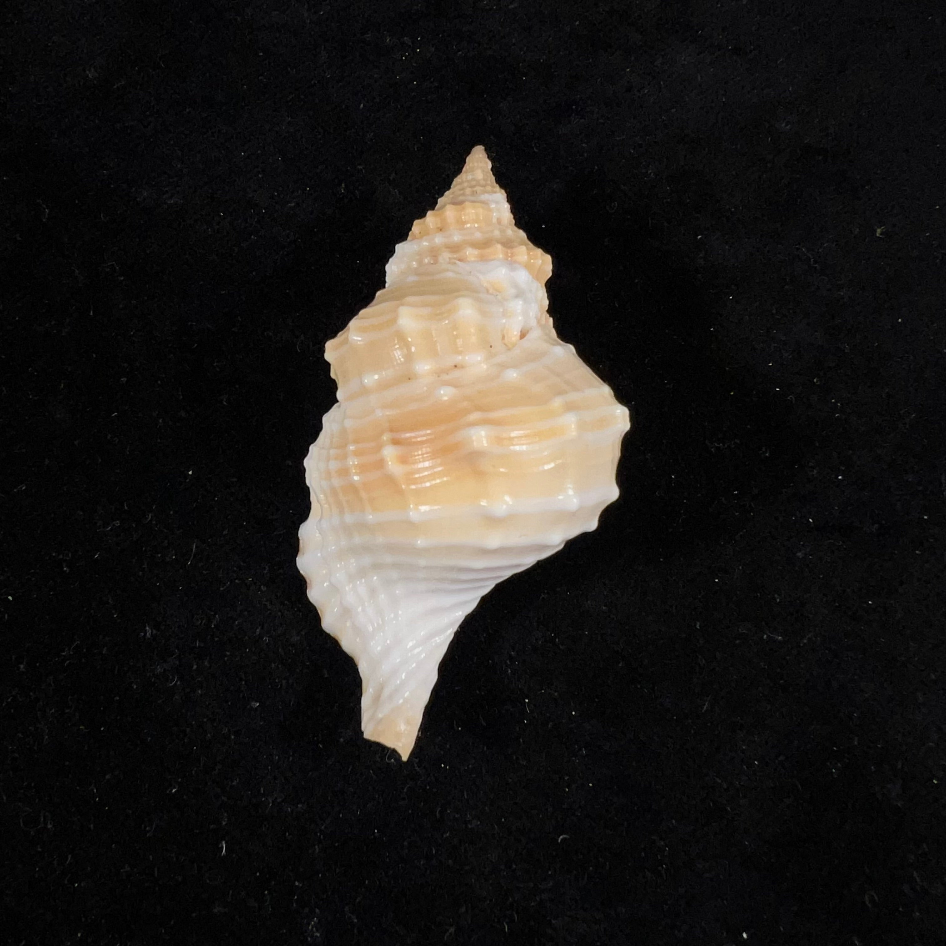 Distorsio smithi (Maltzan, 1884) - 60,9mm