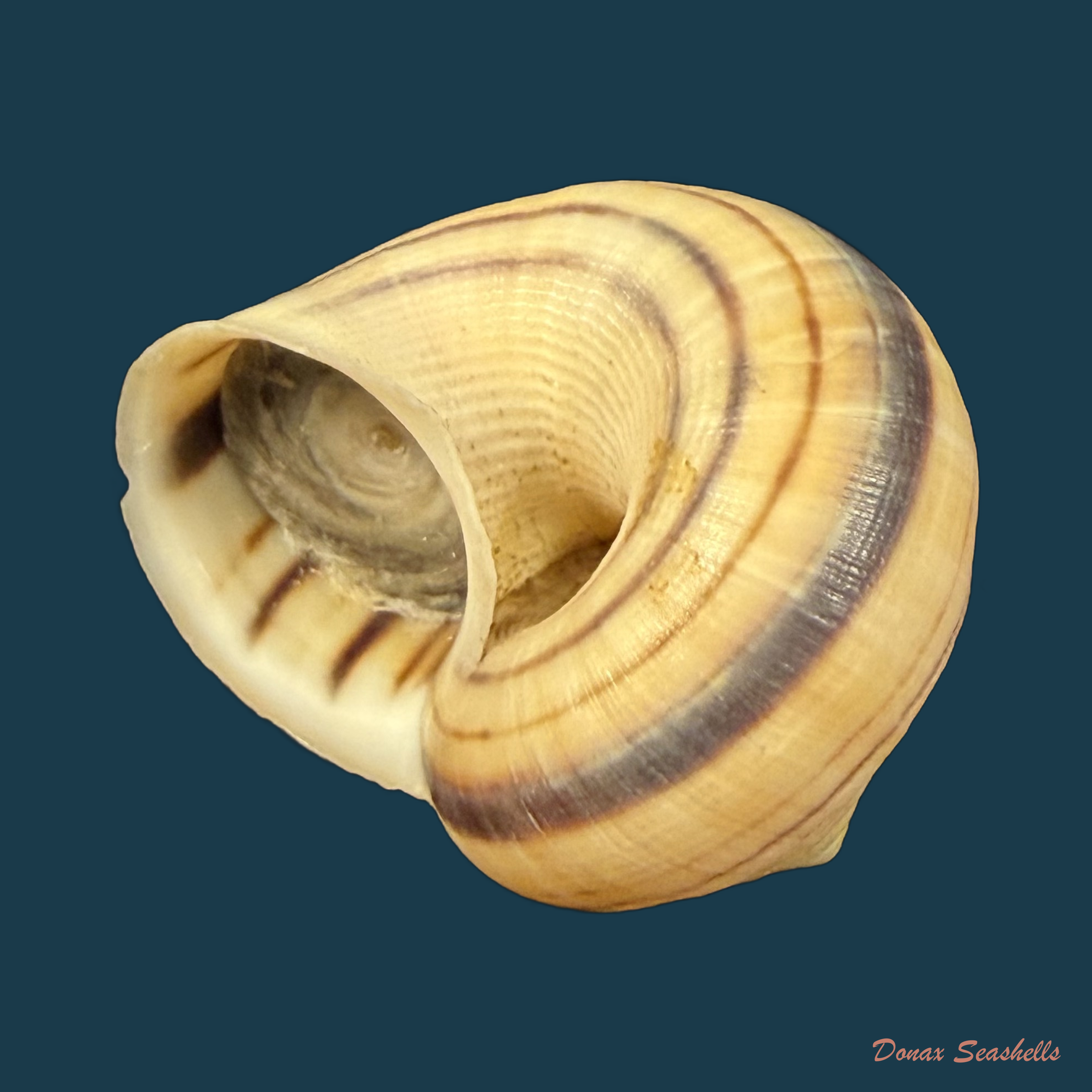 Tropidophora tricarinata var. consanguinea (G. B. Sowerby III, 1874) - 32,7mm
